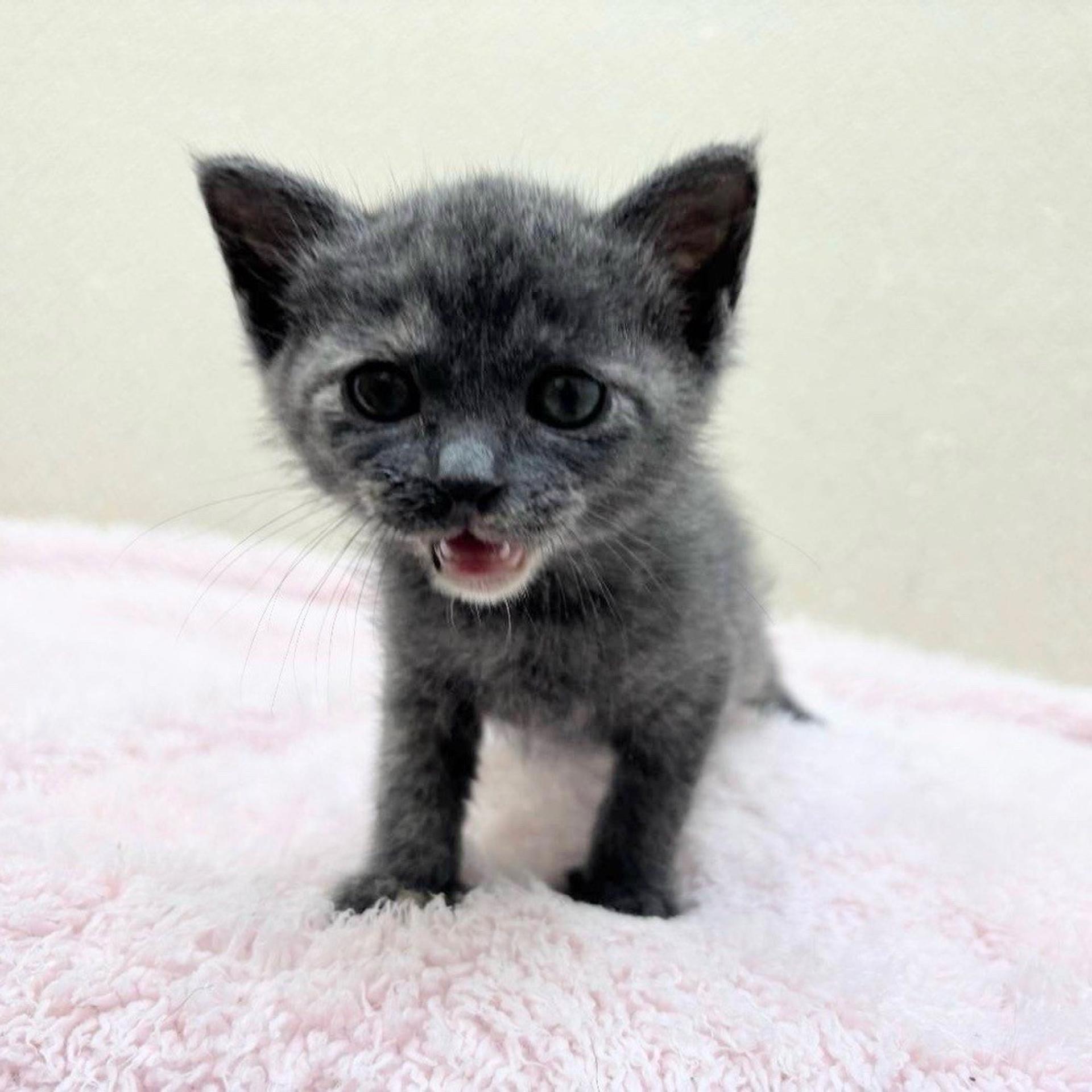 pet-image-3