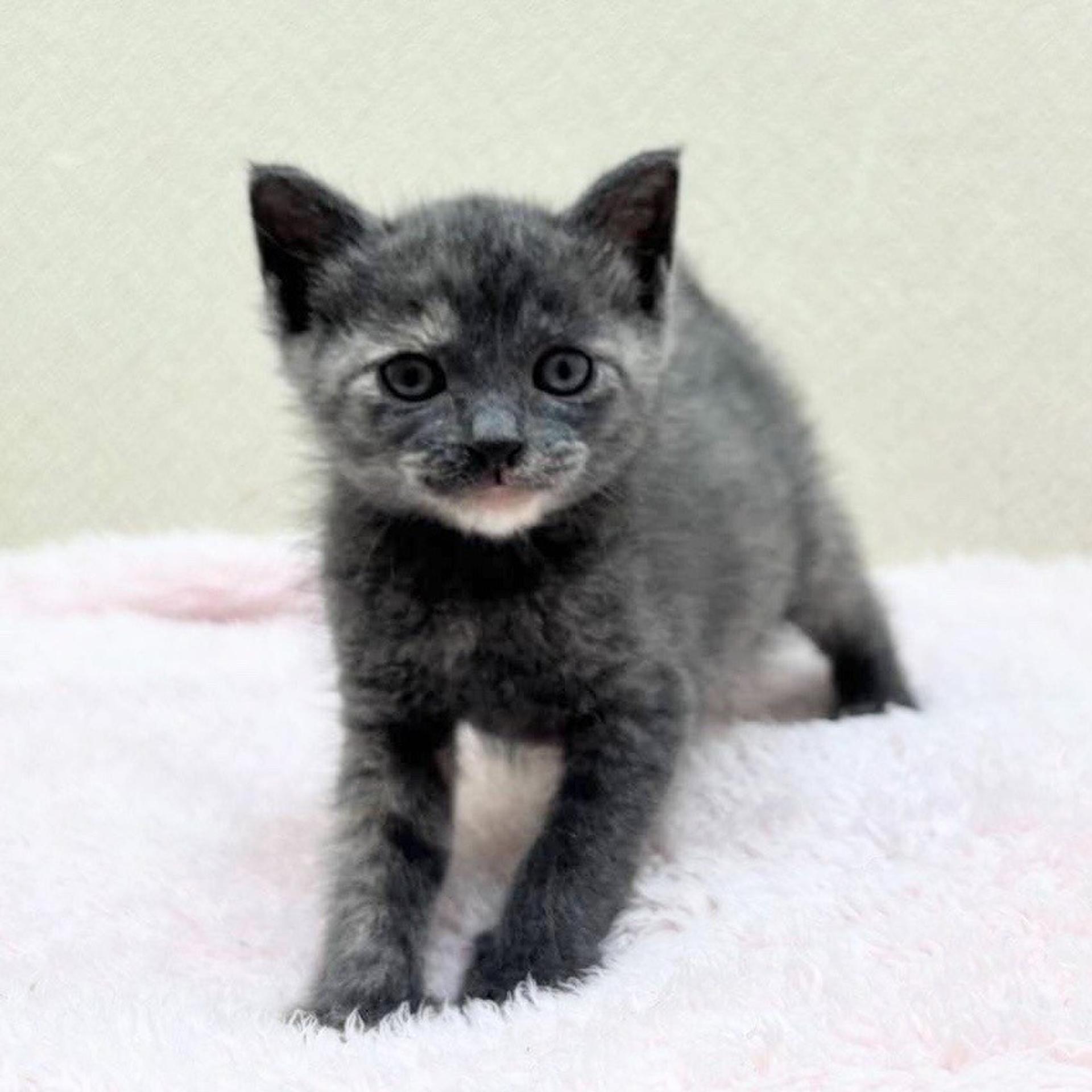 pet-image-5