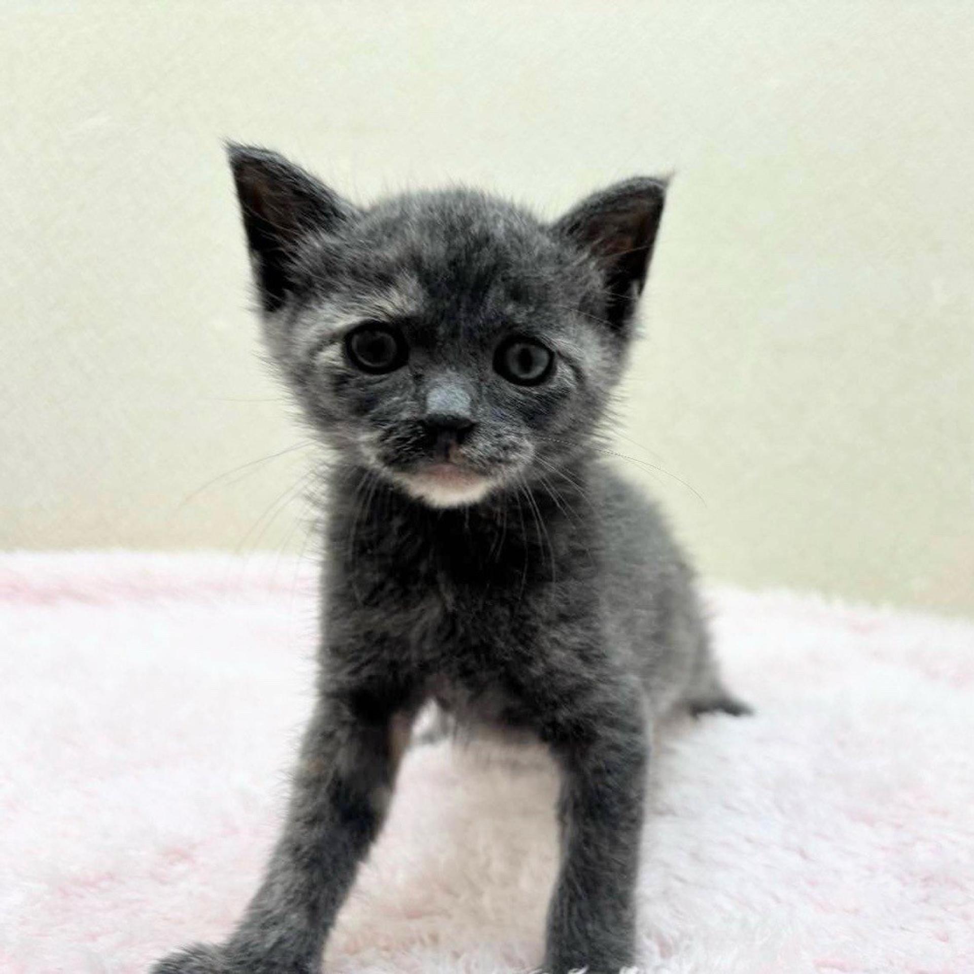 pet-image-6