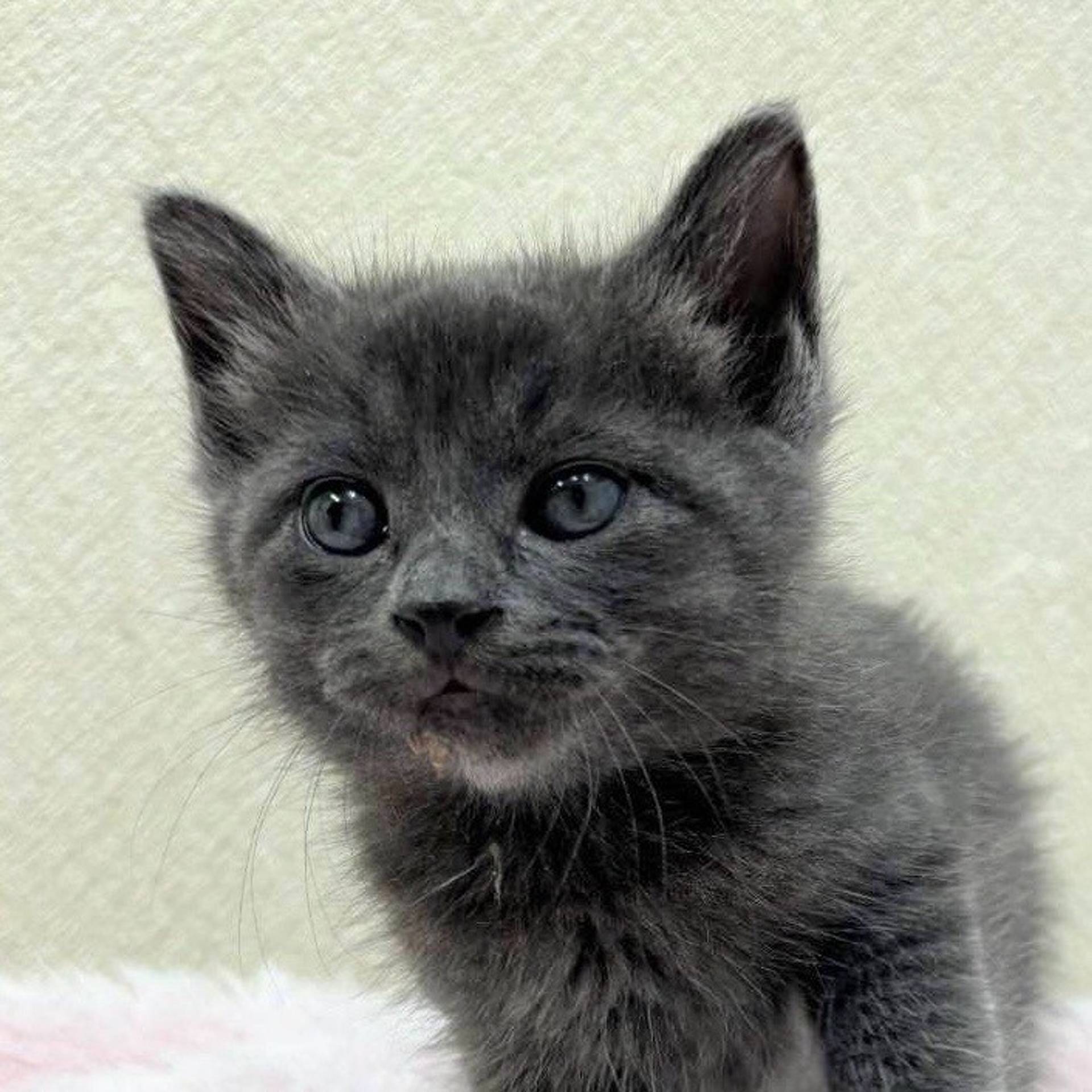 雑種（ミックス猫）・メスの里親募集の写真