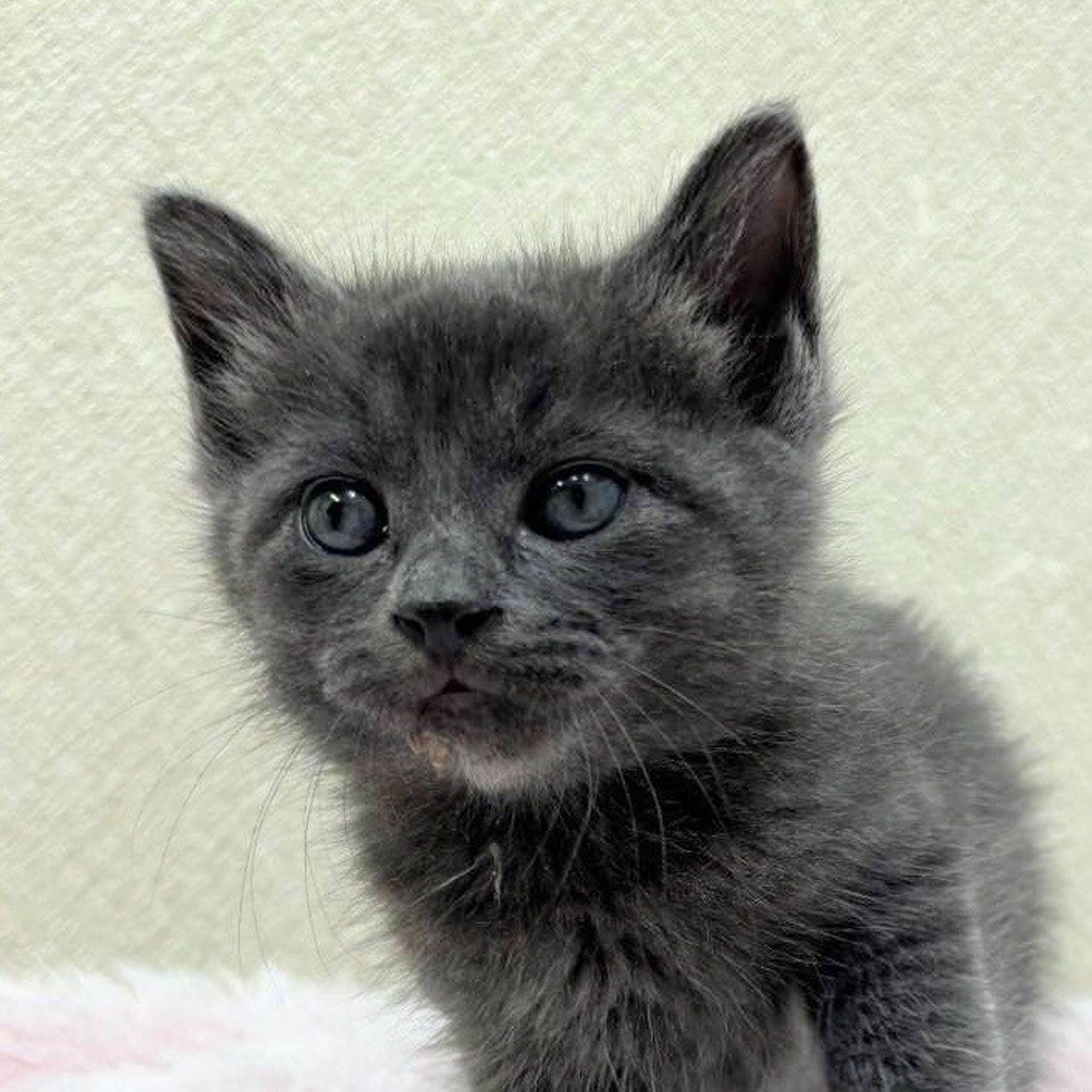 雑種（ミックス猫）・メスの里親募集の写真