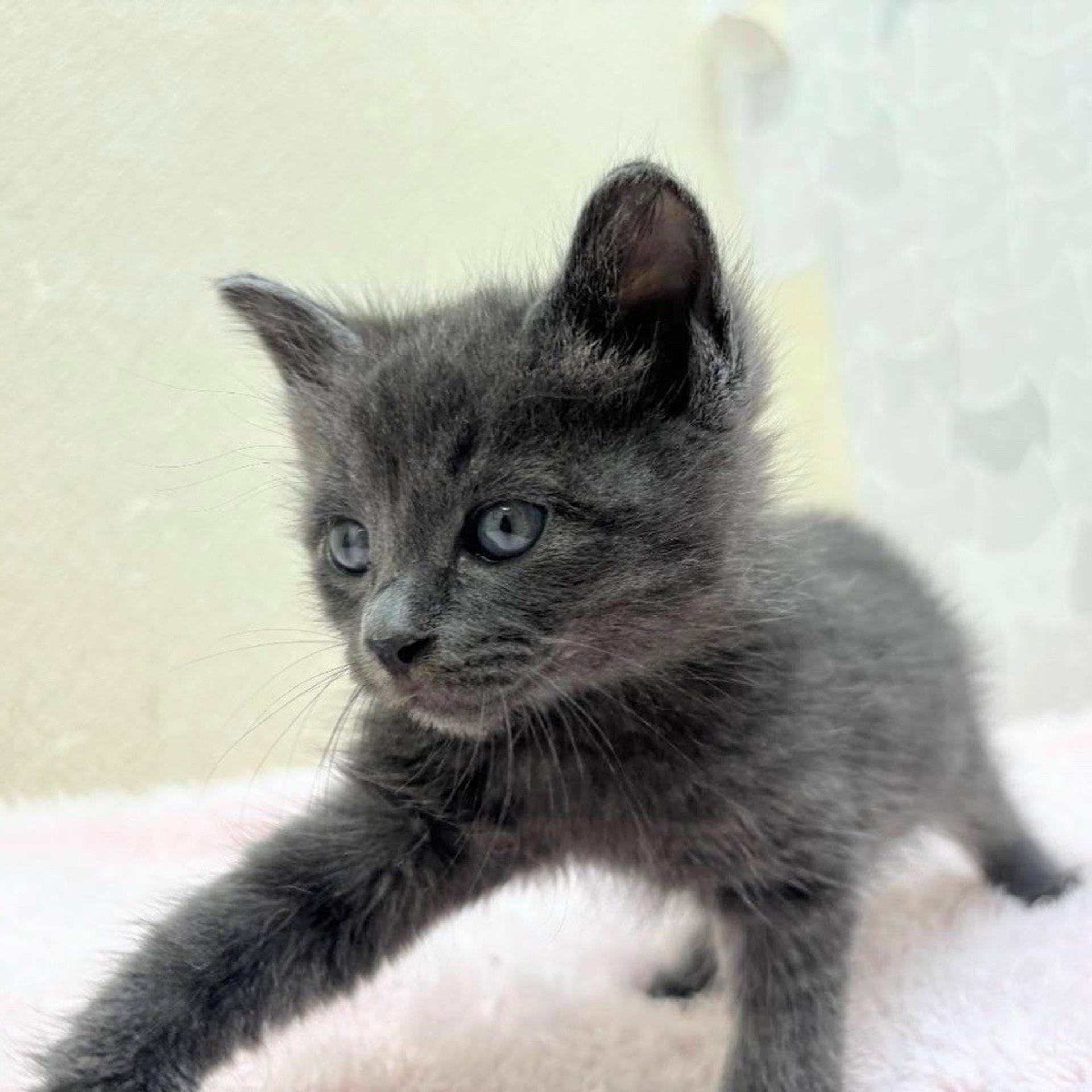 pet-image-6