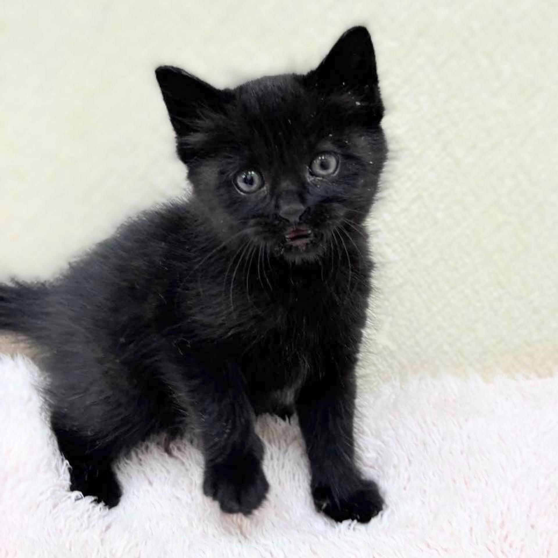 pet-image-4