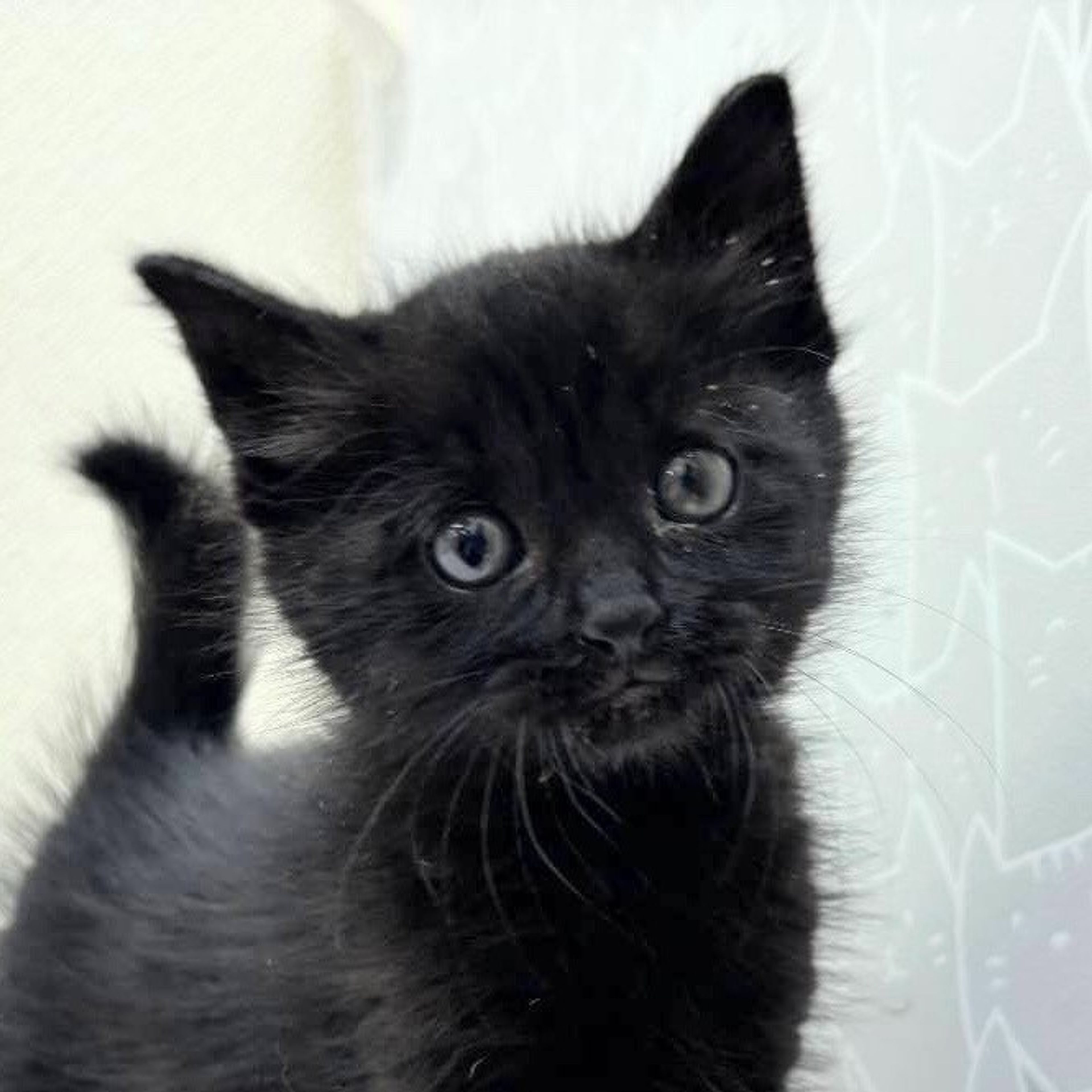 雑種（ミックス猫）・メスの里親募集の写真