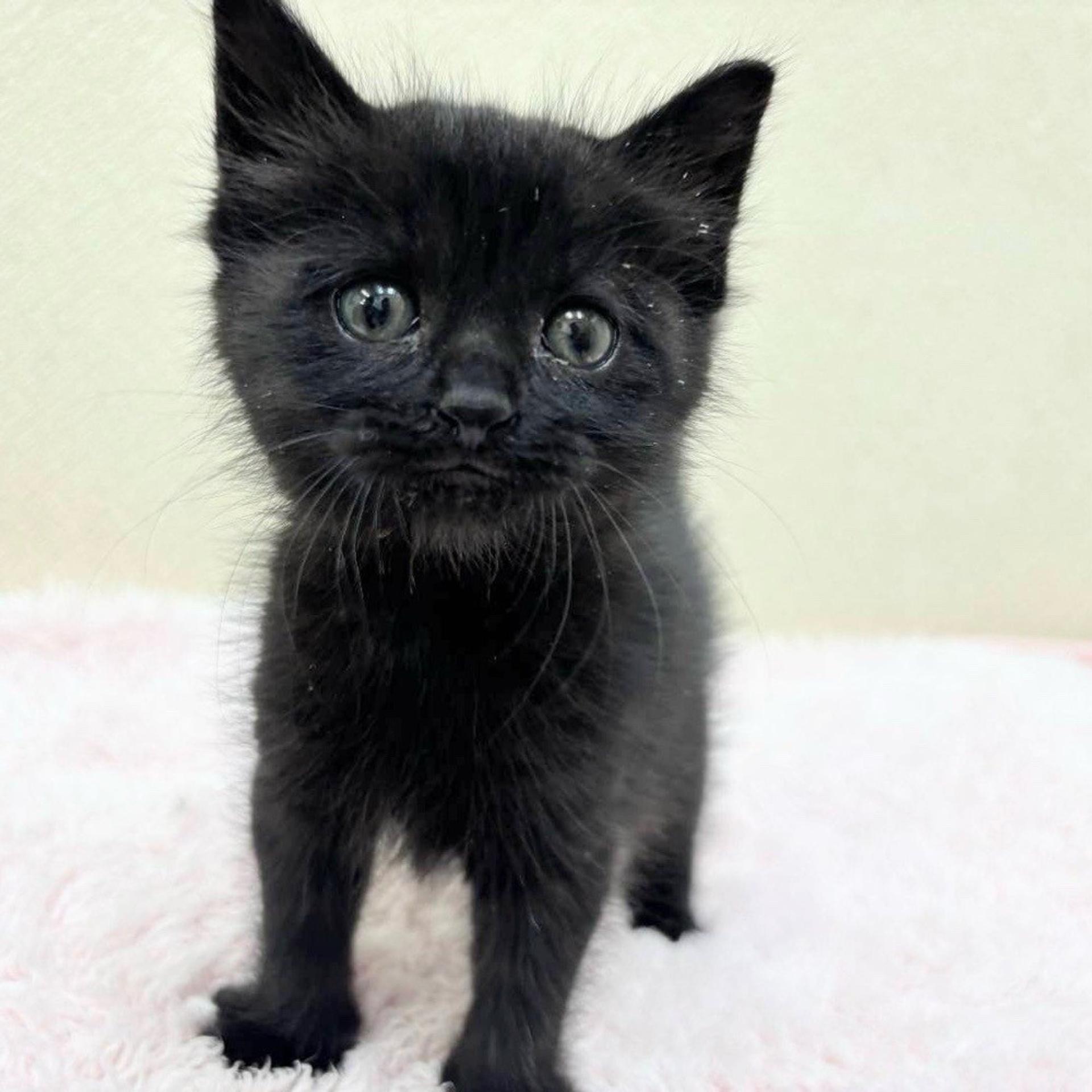 pet-image-2