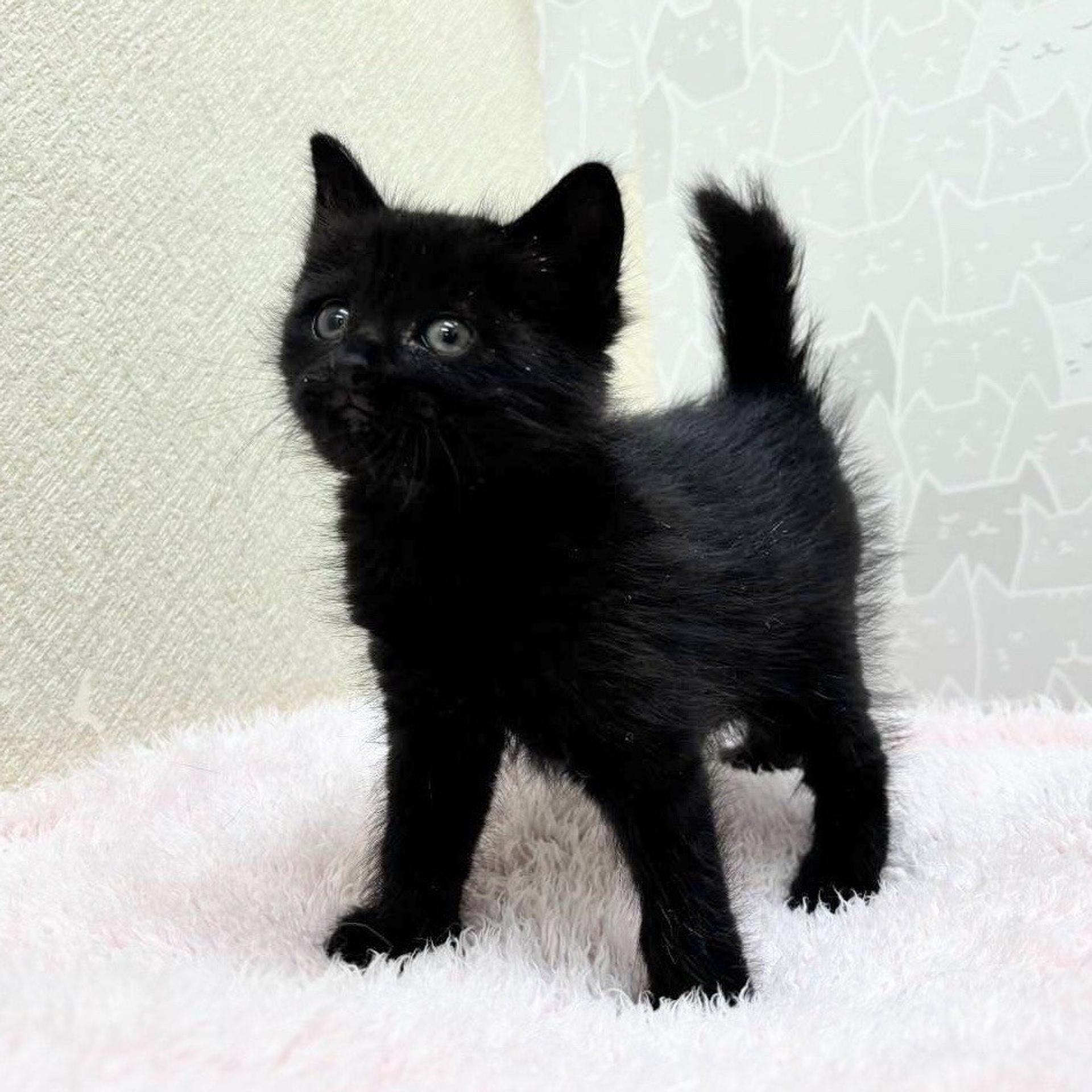 pet-image-3