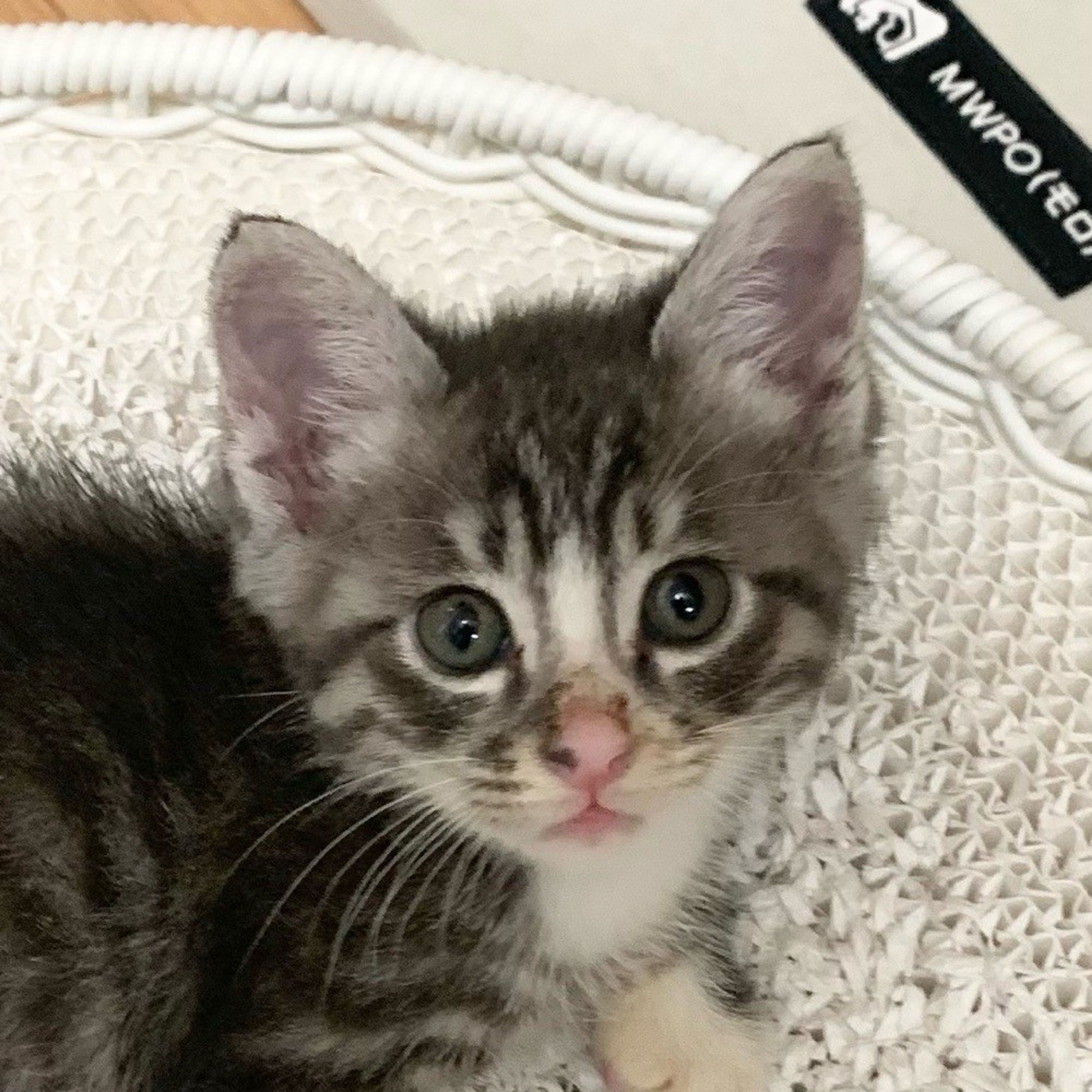 雑種（ミックス猫）・オスの里親募集の写真