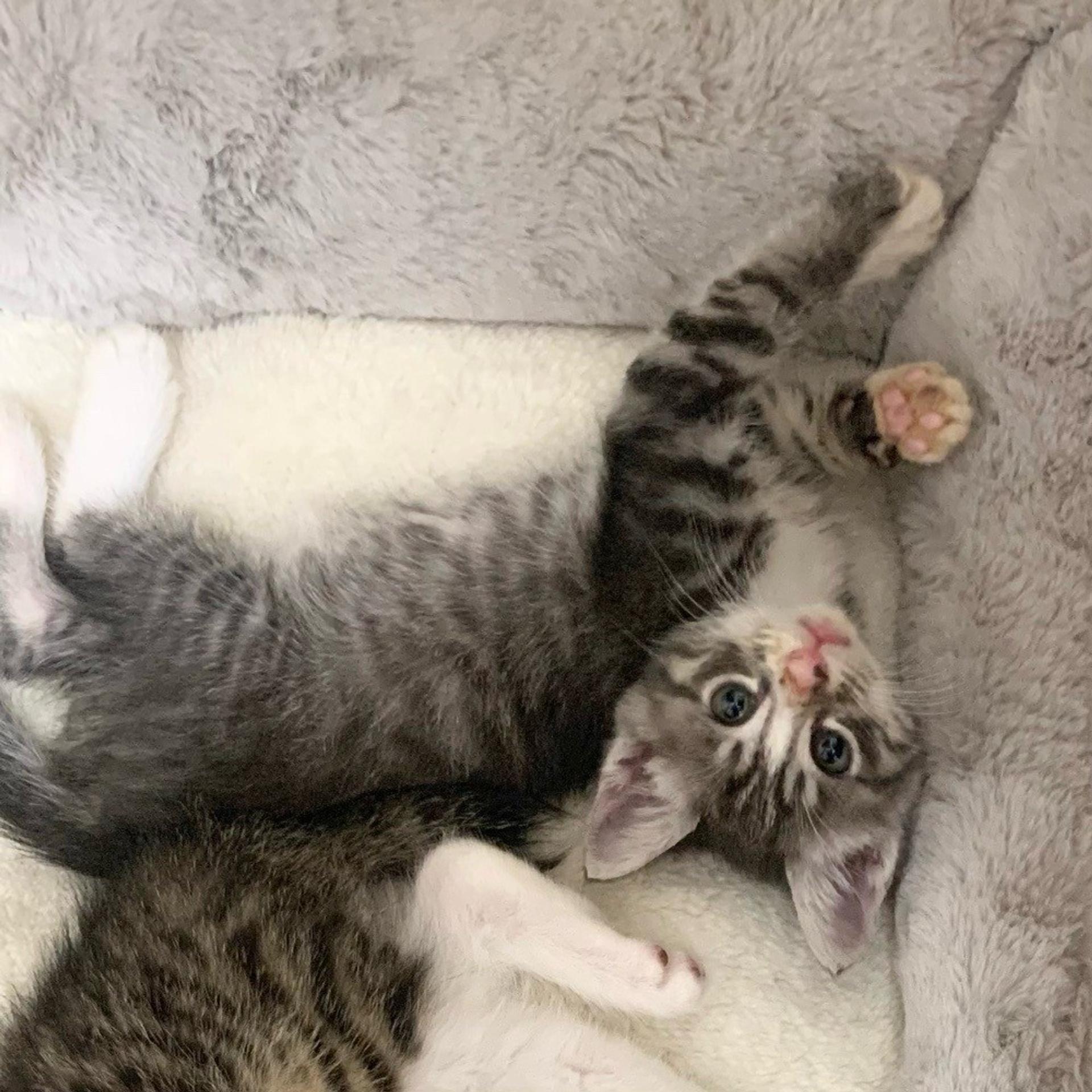 pet-image-3