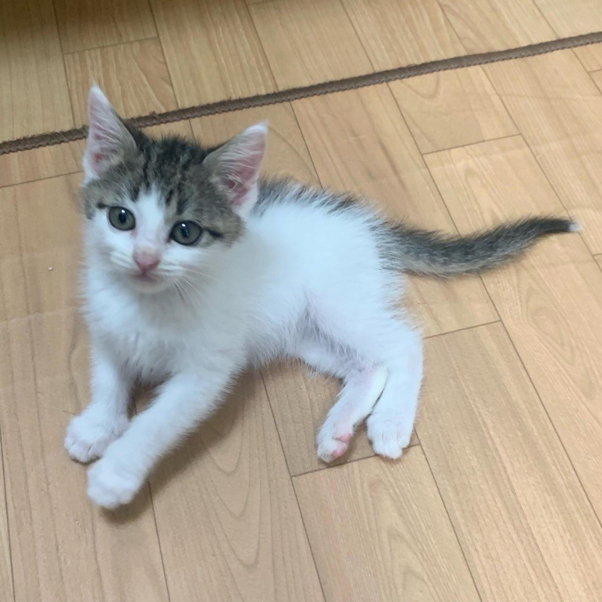 pet-image-3