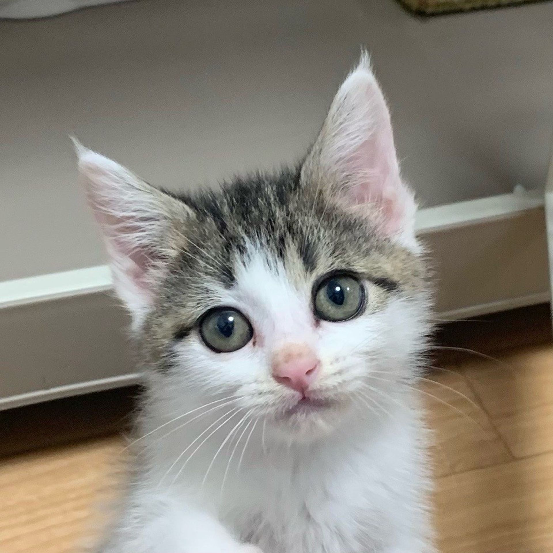 雑種（ミックス猫）・オスの里親募集の写真