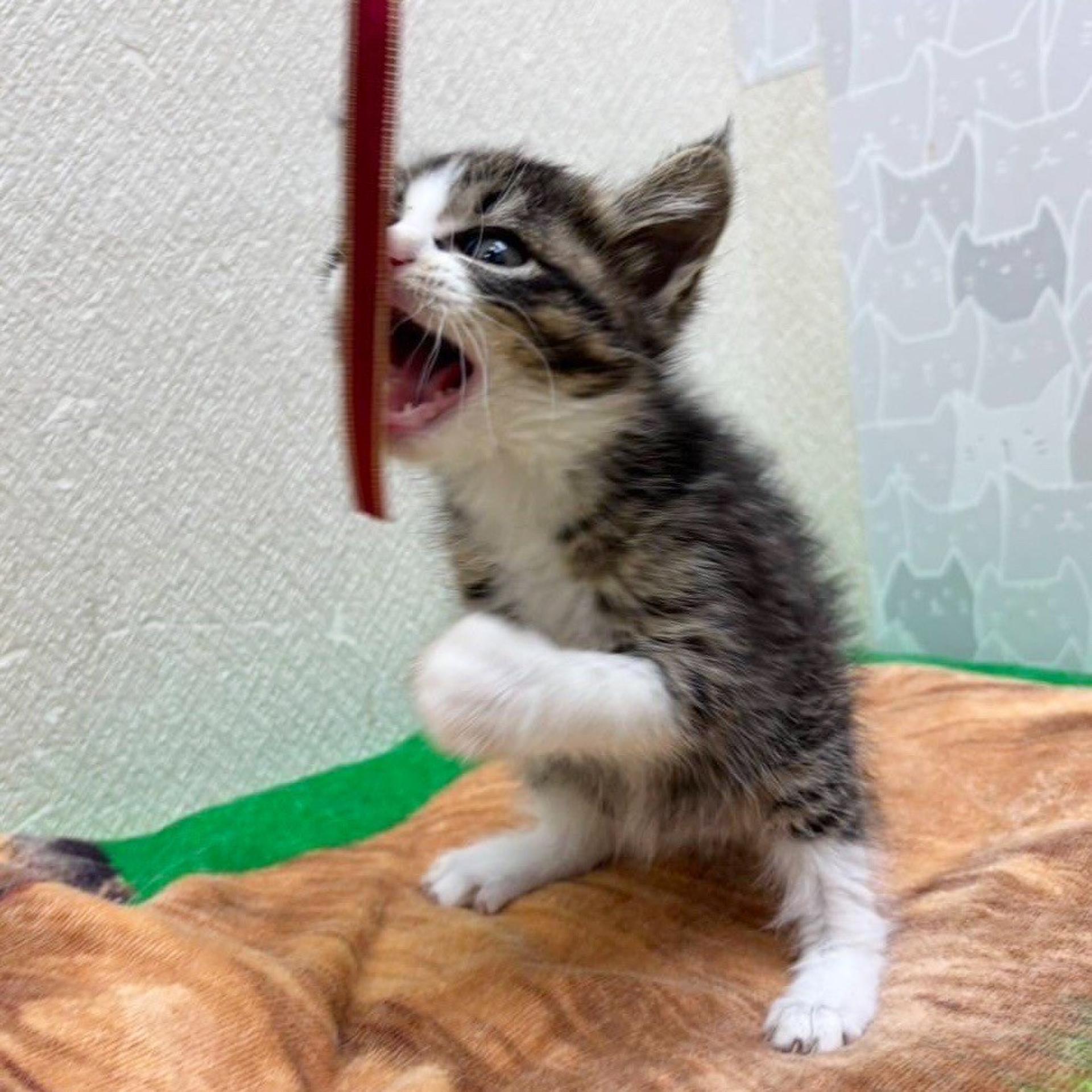 pet-image-5