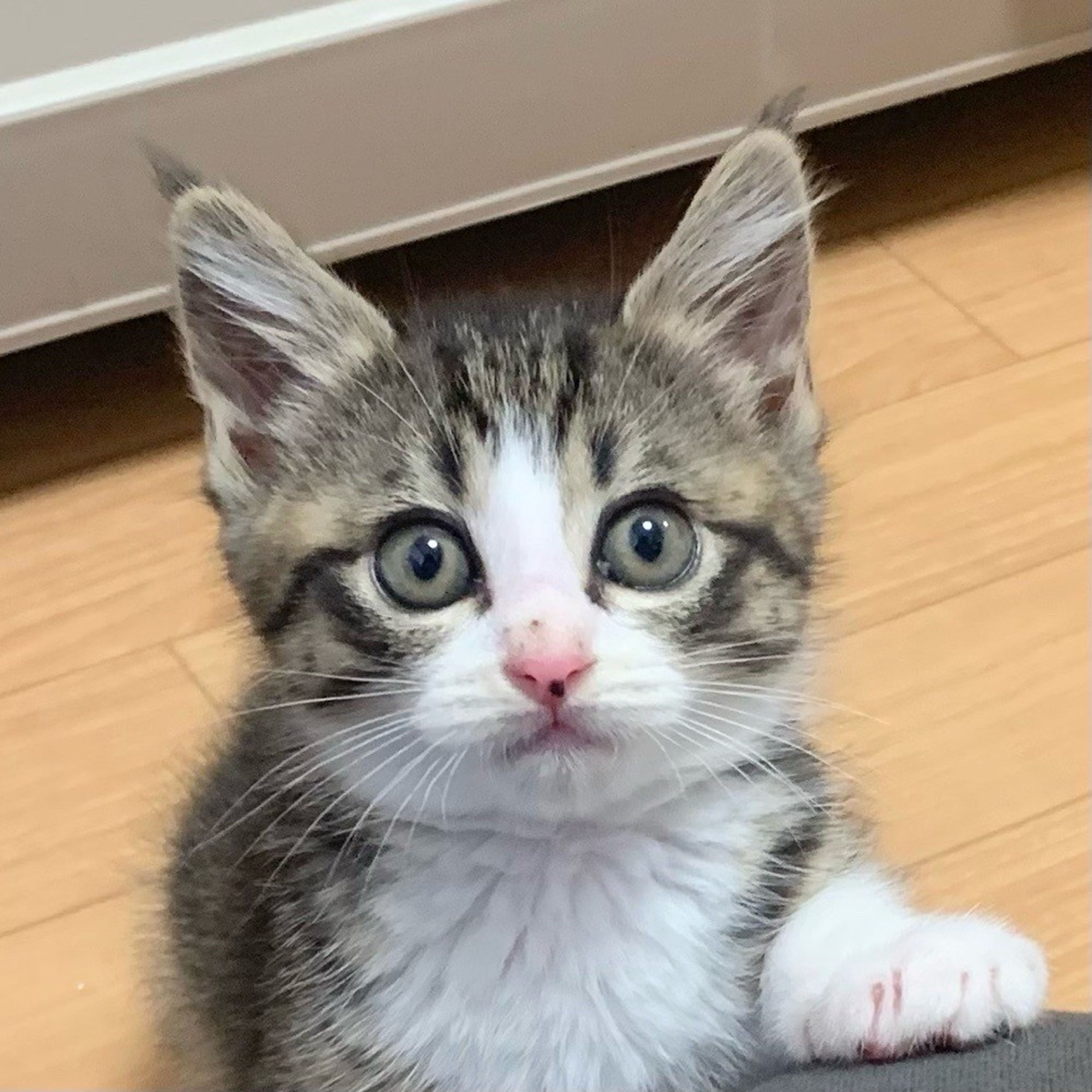 雑種（ミックス猫）・オスの里親募集の写真