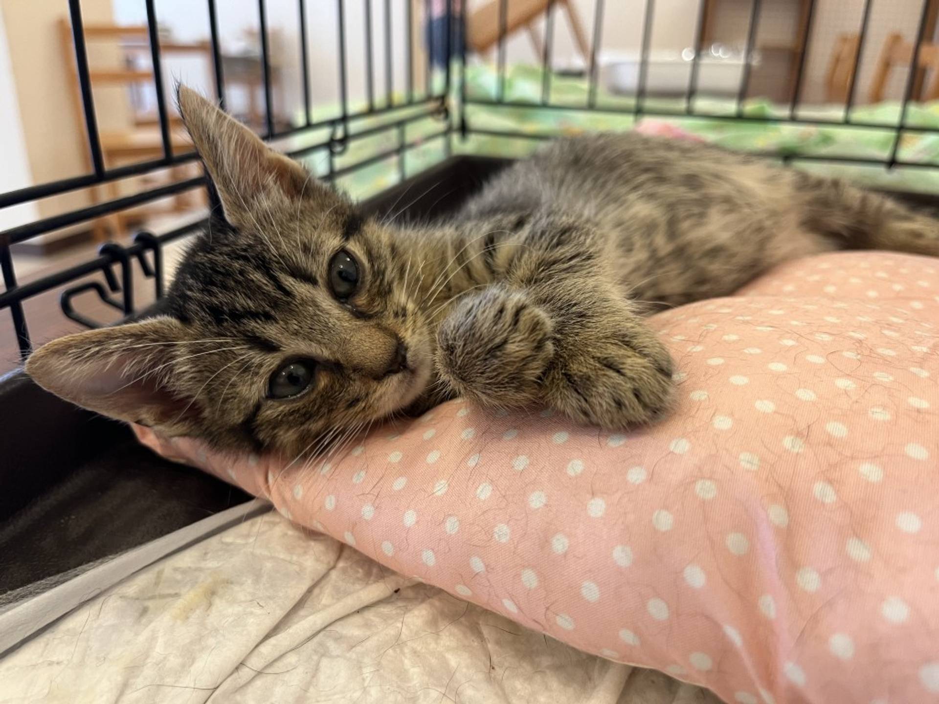 雑種（ミックス猫）・メスの里親募集の写真