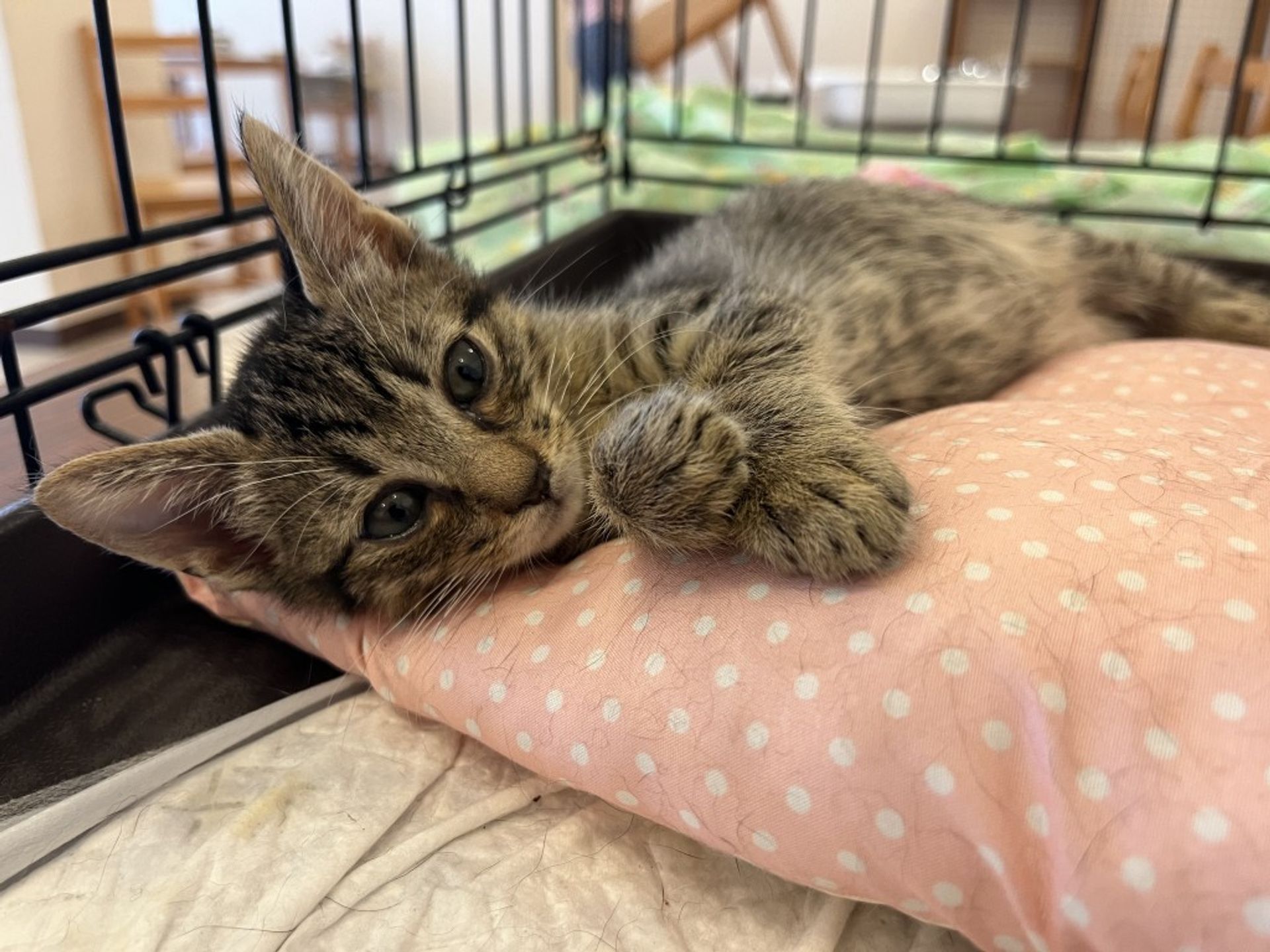 雑種（ミックス猫）・メスの里親募集の写真
