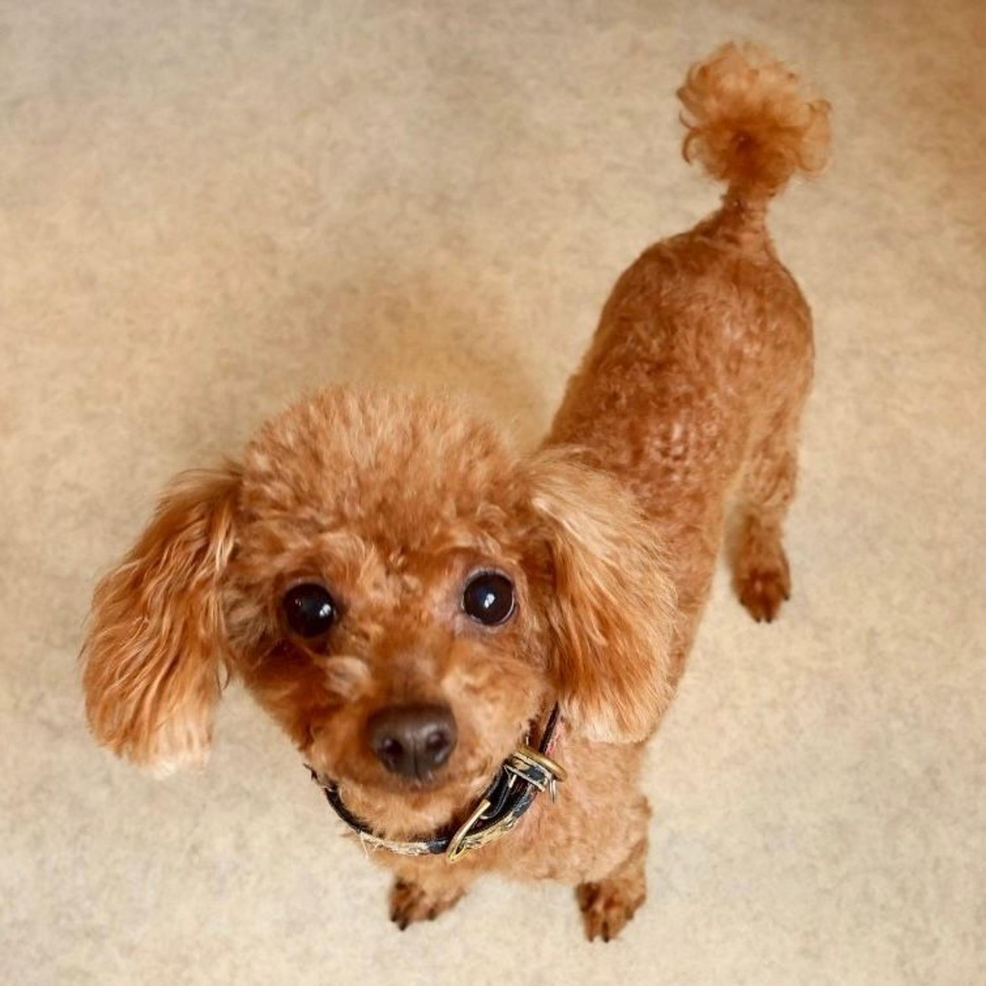 pet-image-5