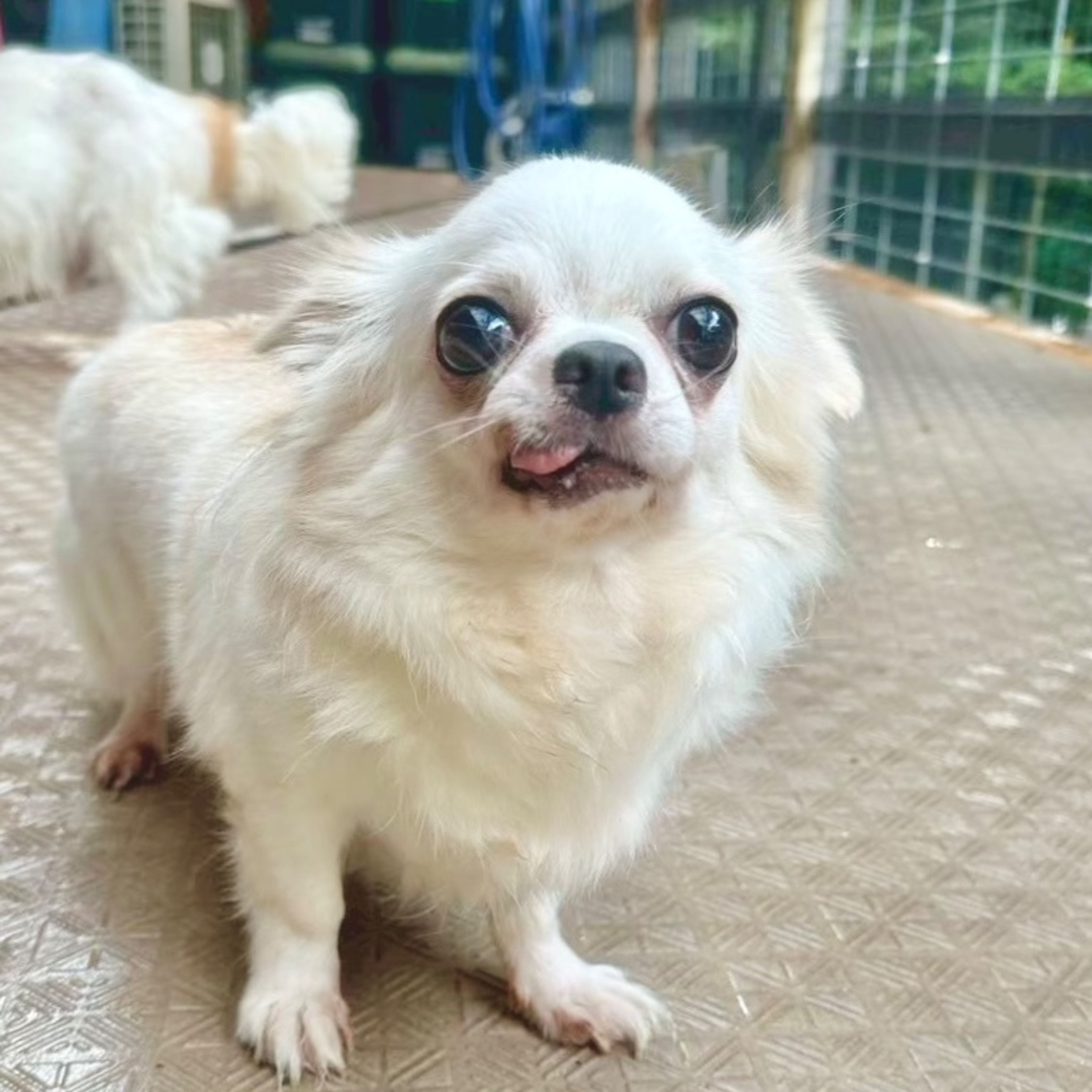 チワワ・メスの里親募集の写真