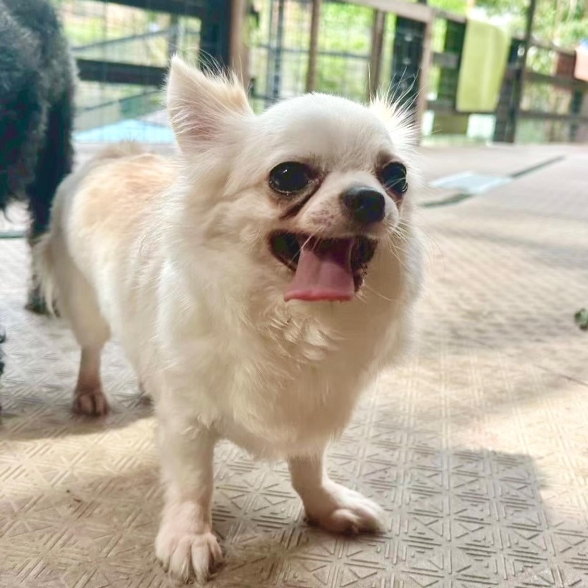 pet-image-2