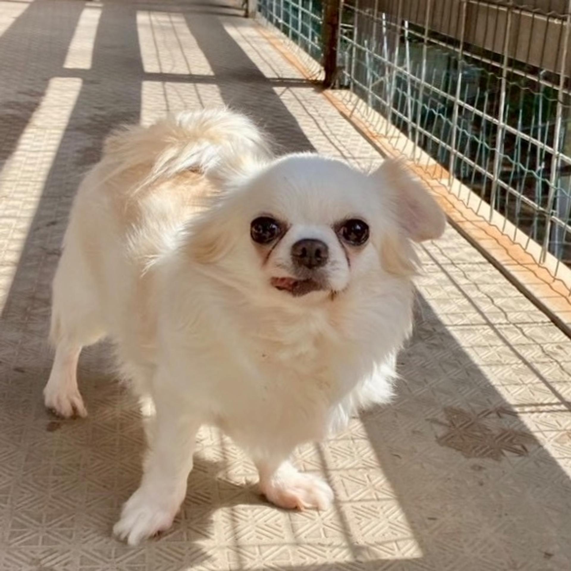 pet-image-3