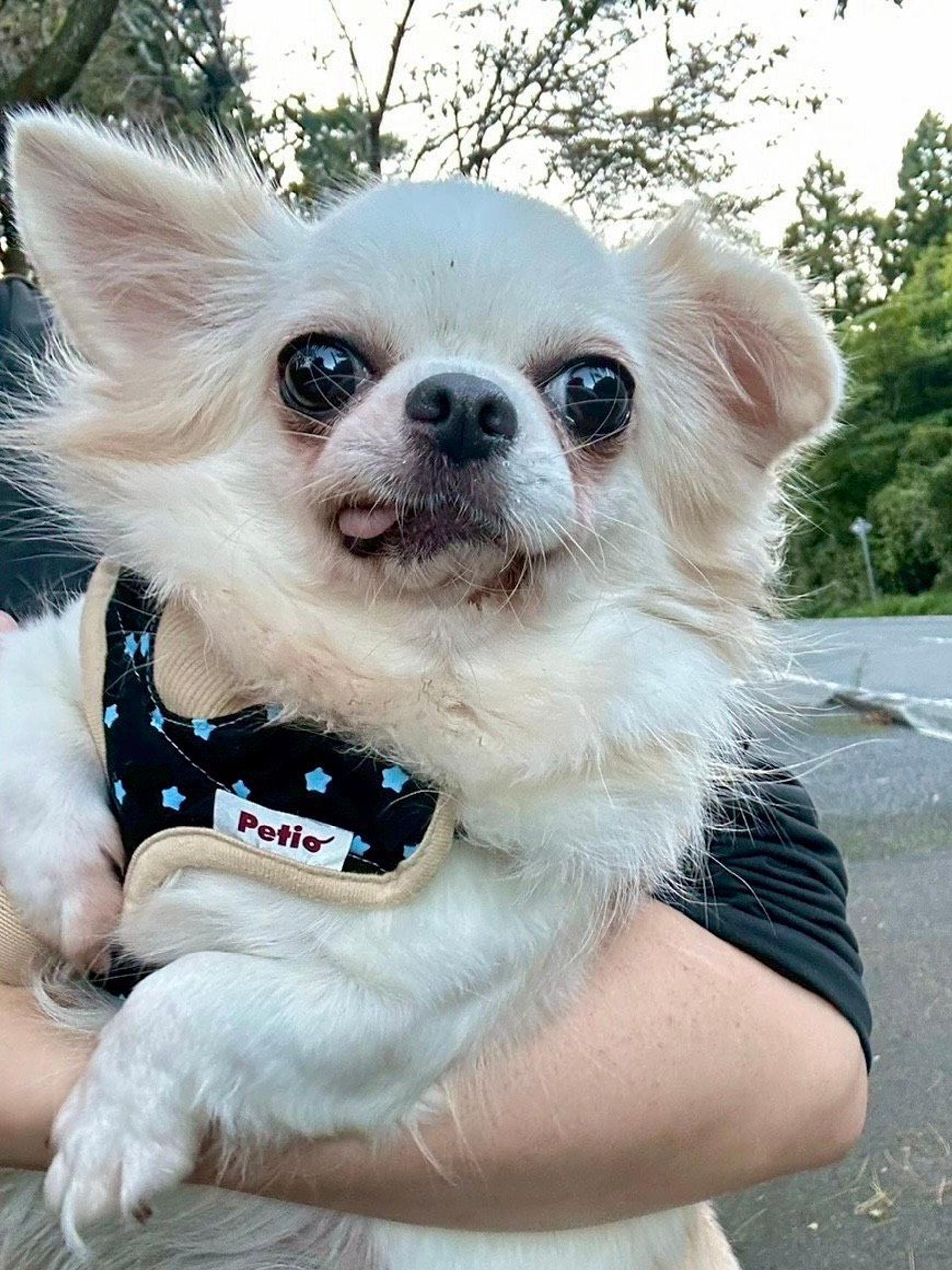pet-image-7