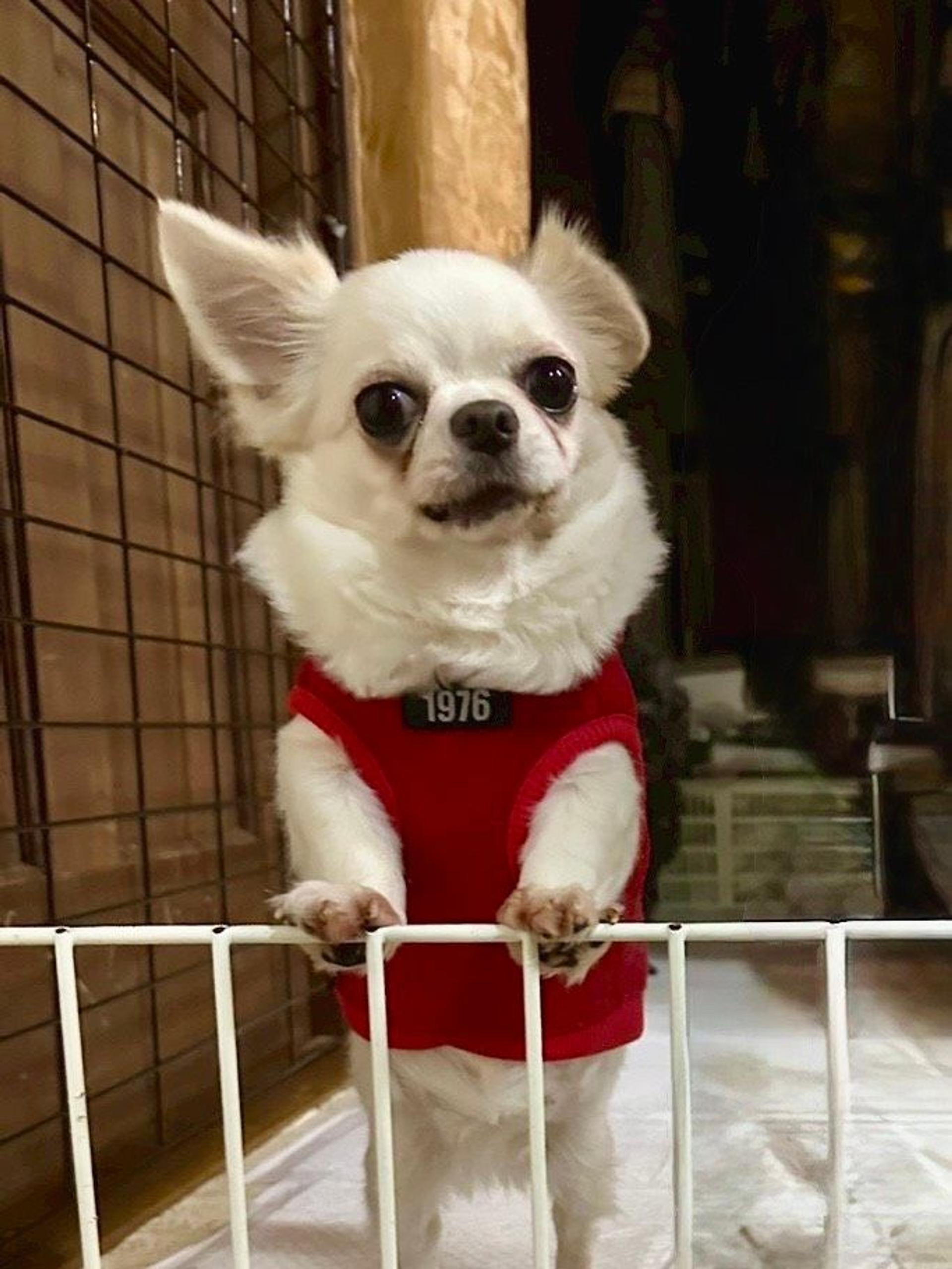 pet-image-8