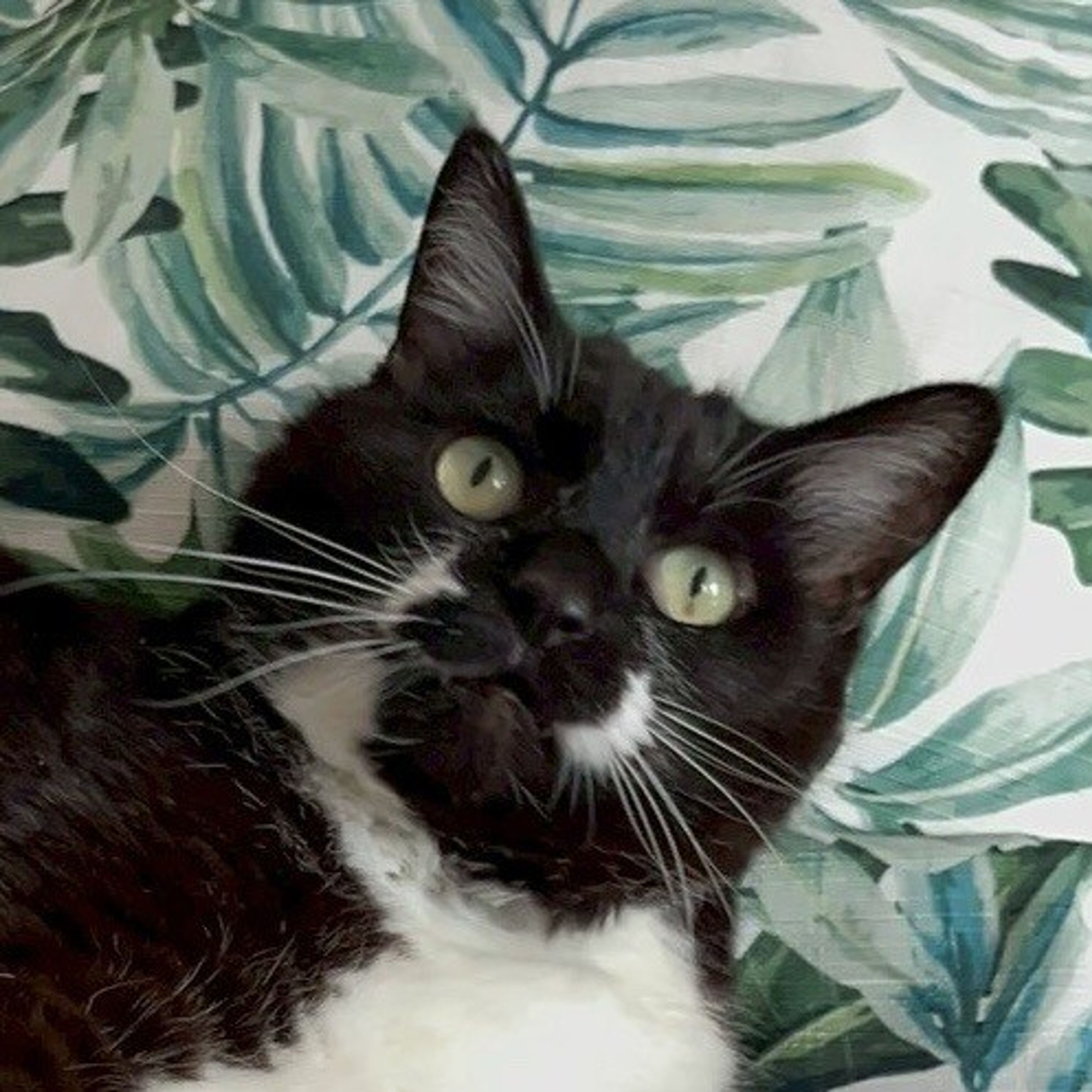 雑種（ミックス猫）・メスの里親募集の写真