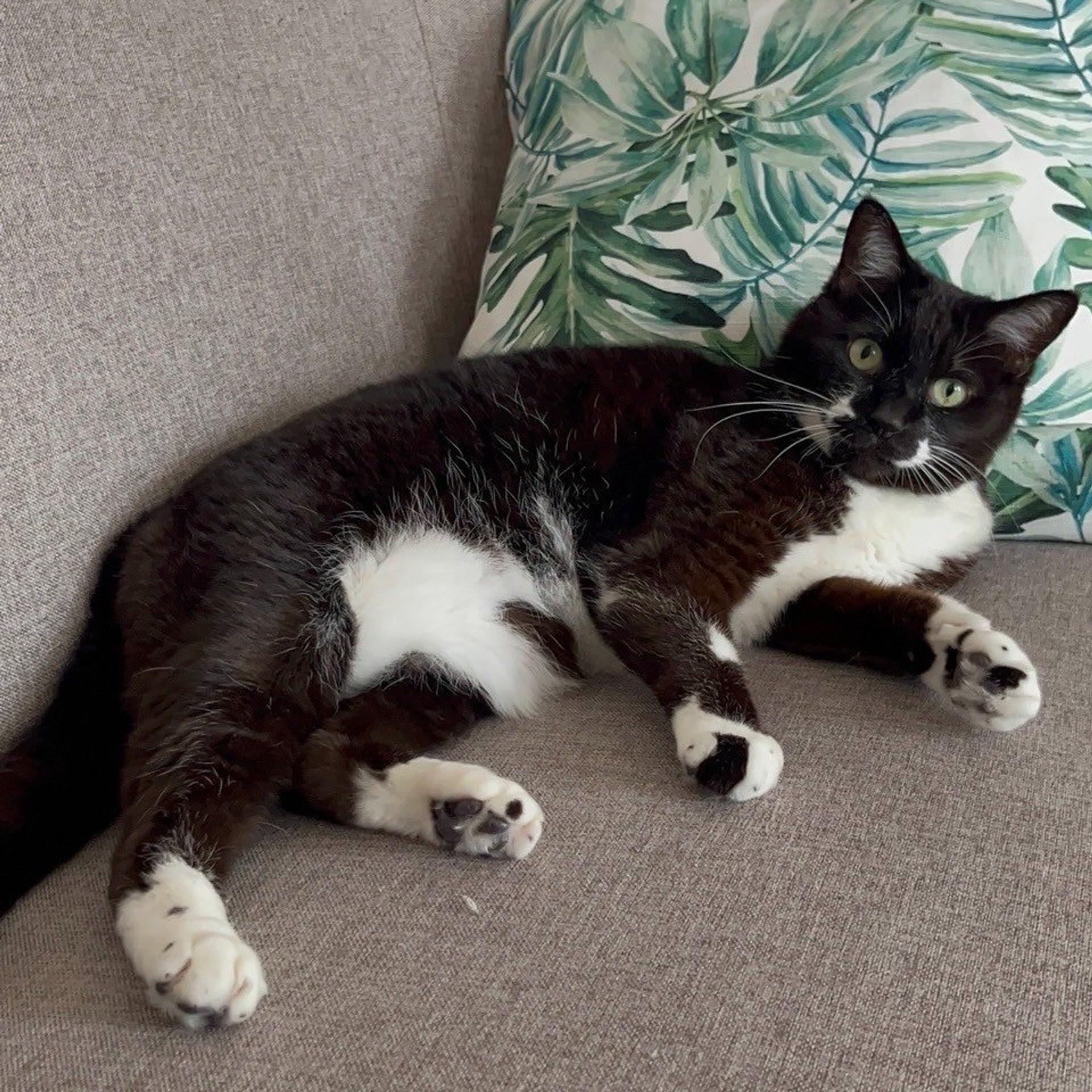 pet-image-2