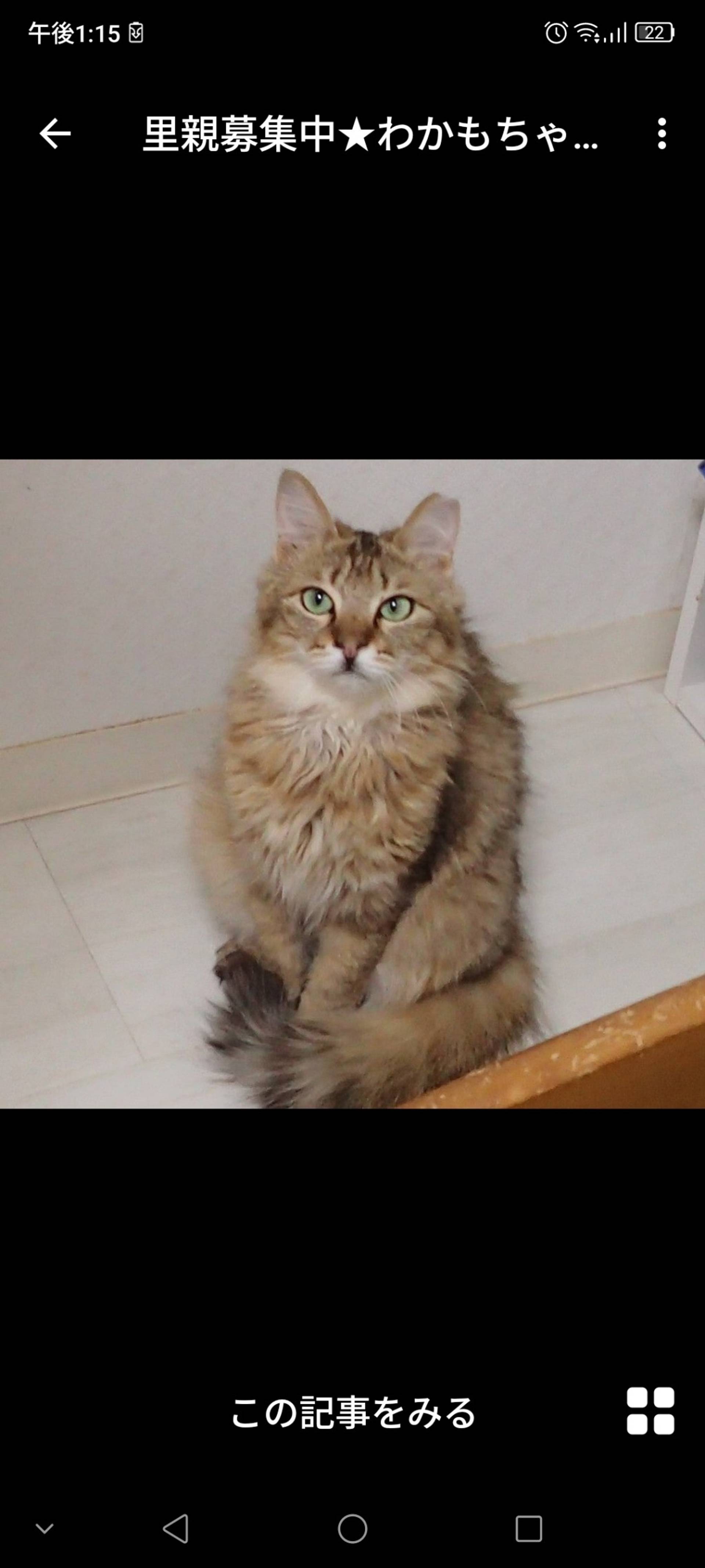 雑種（ミックス猫）・メスの里親募集の写真