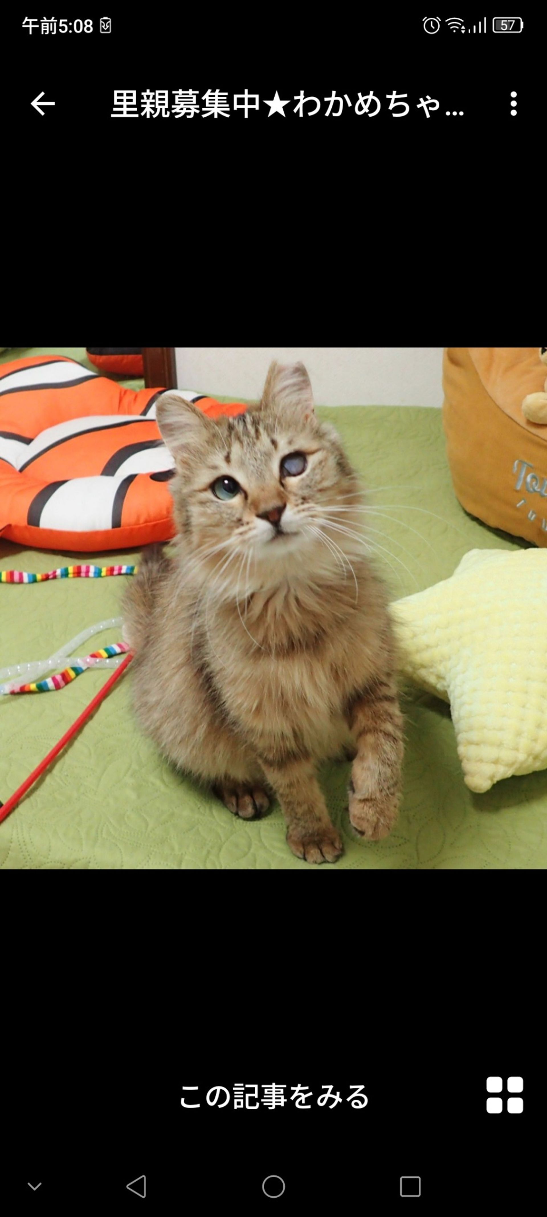 雑種（ミックス猫）・メスの里親募集の写真