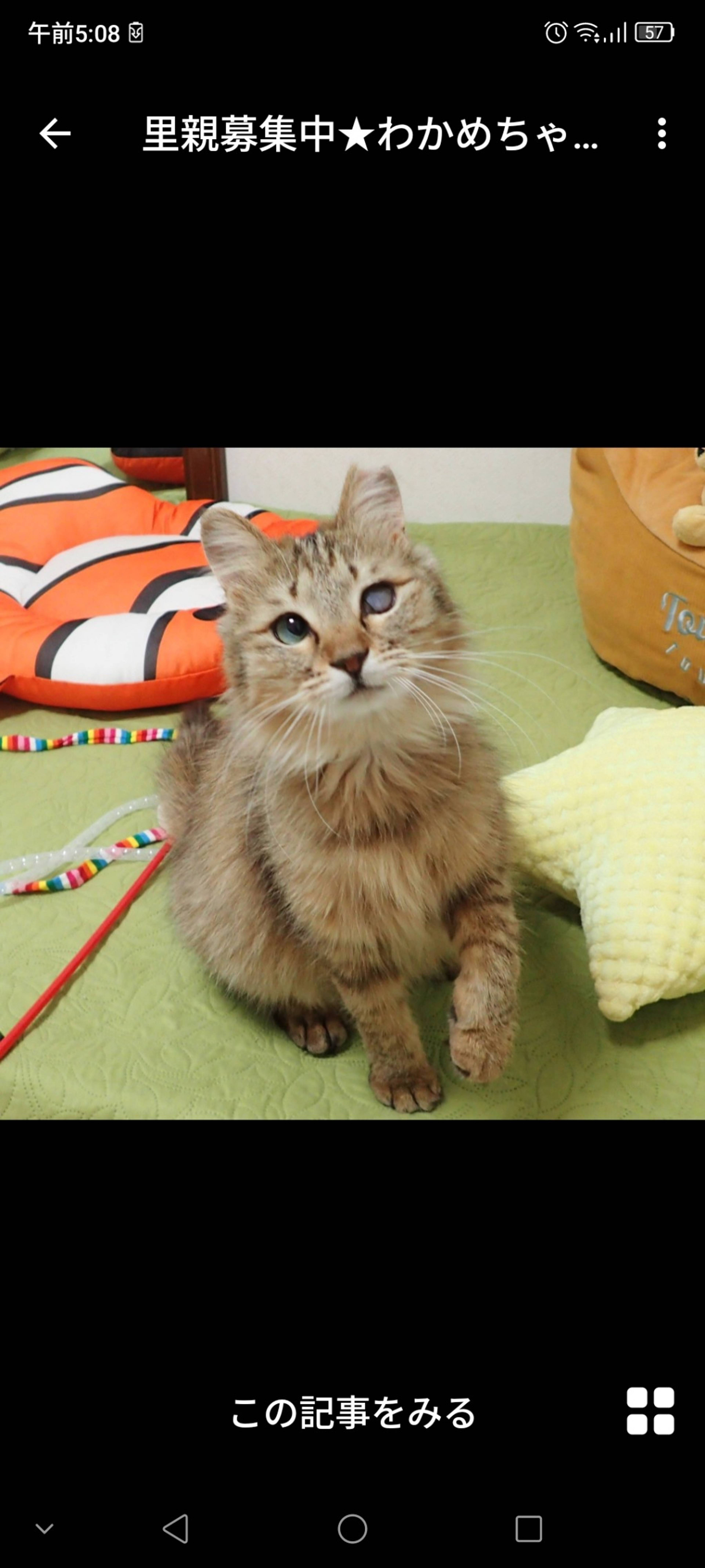 雑種（ミックス猫）・メスの里親募集の写真