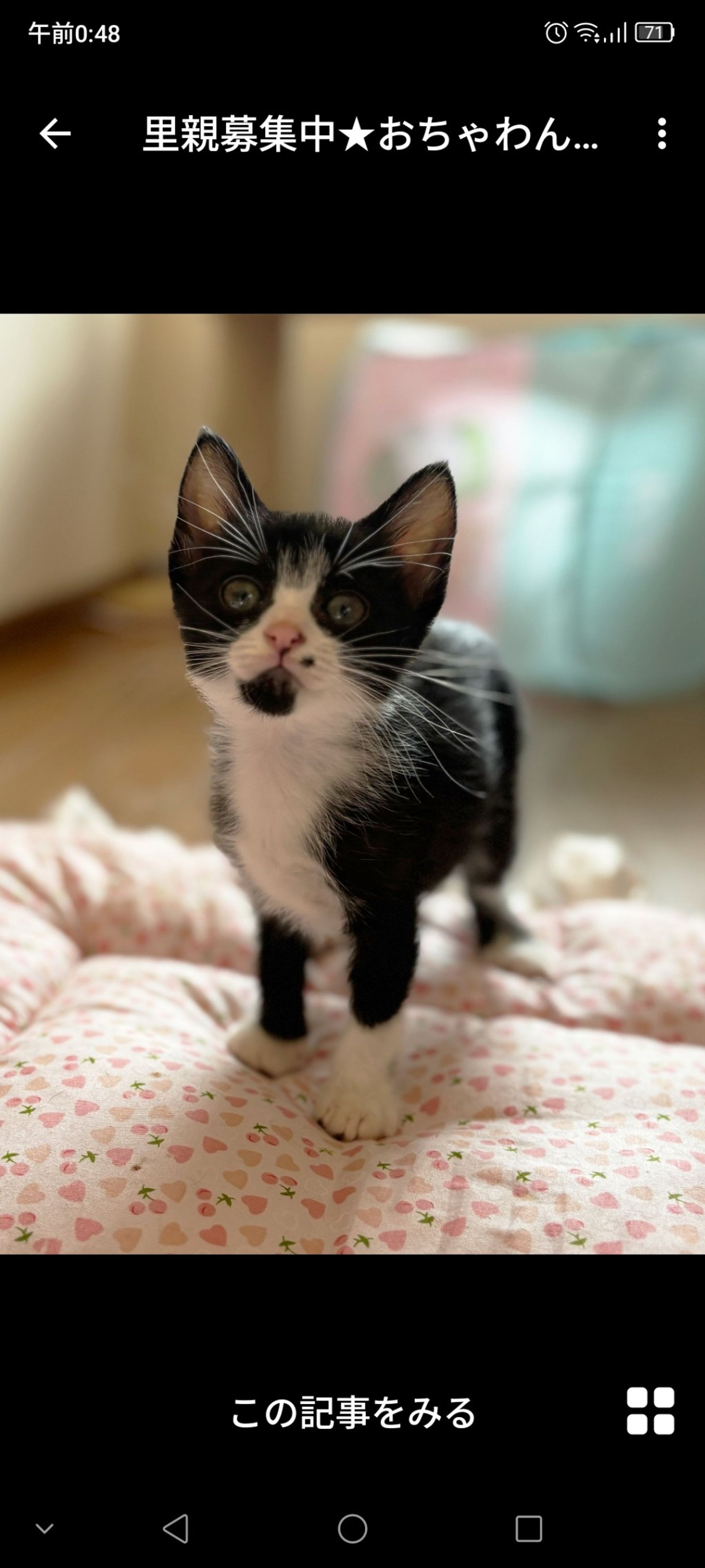 雑種（ミックス猫）・メスの里親募集の写真