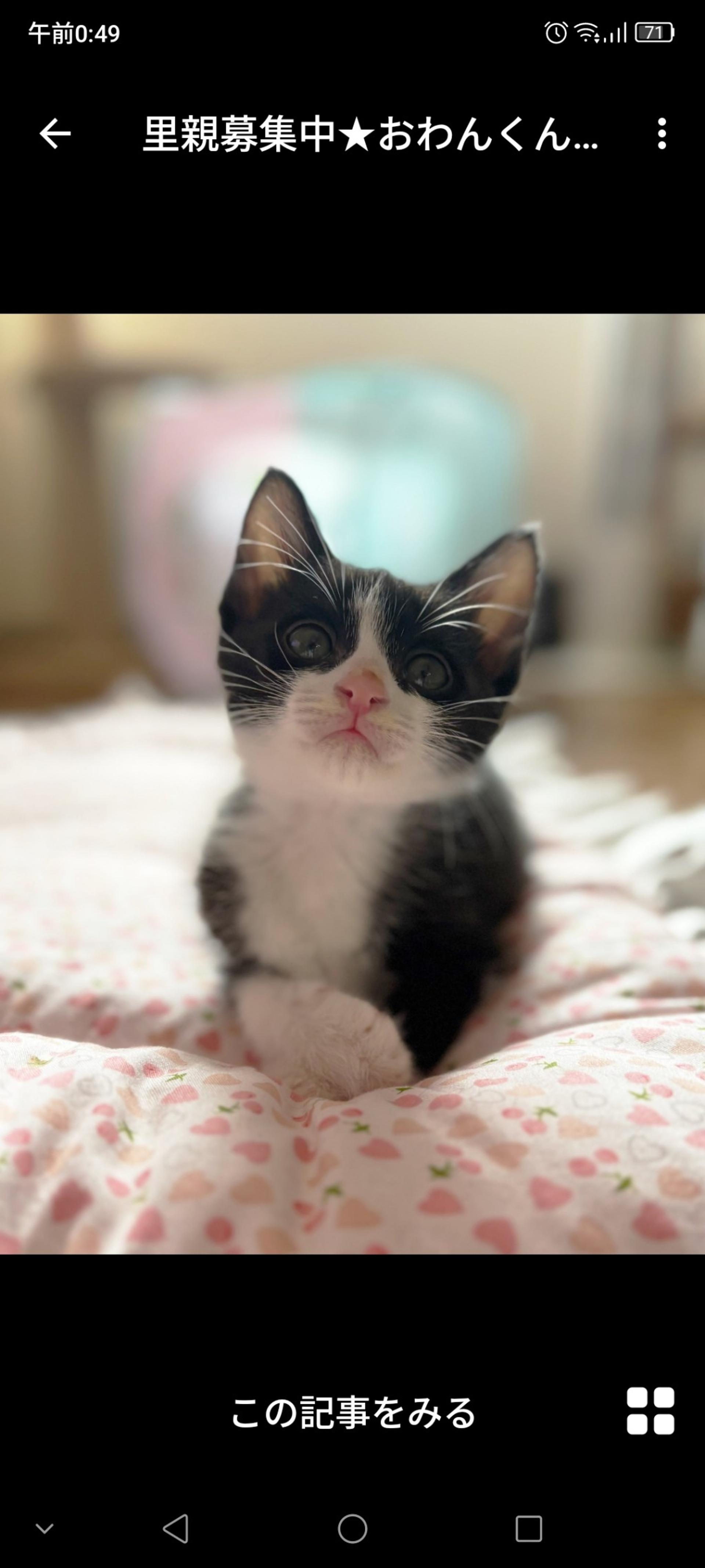 pet-image-3