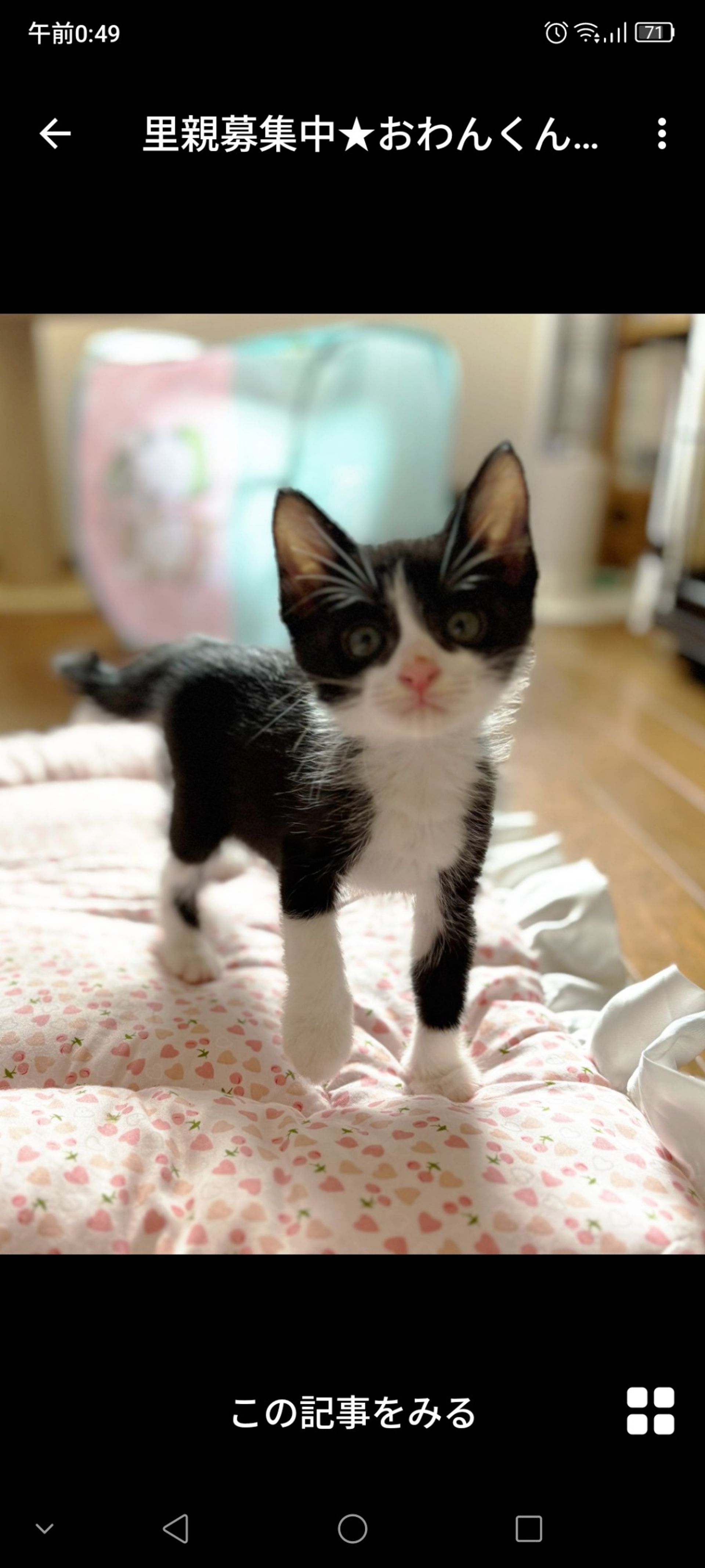 雑種（ミックス猫）・オスの里親募集の写真