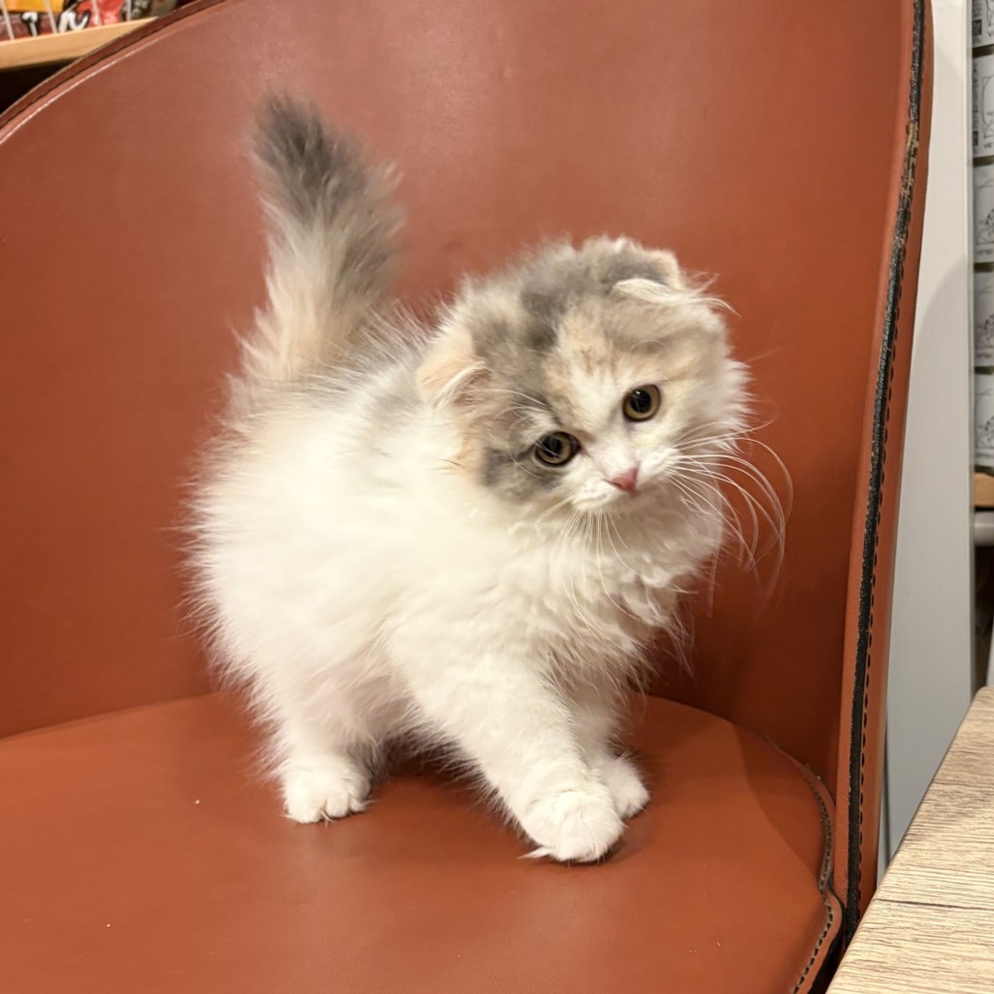 pet-image-6