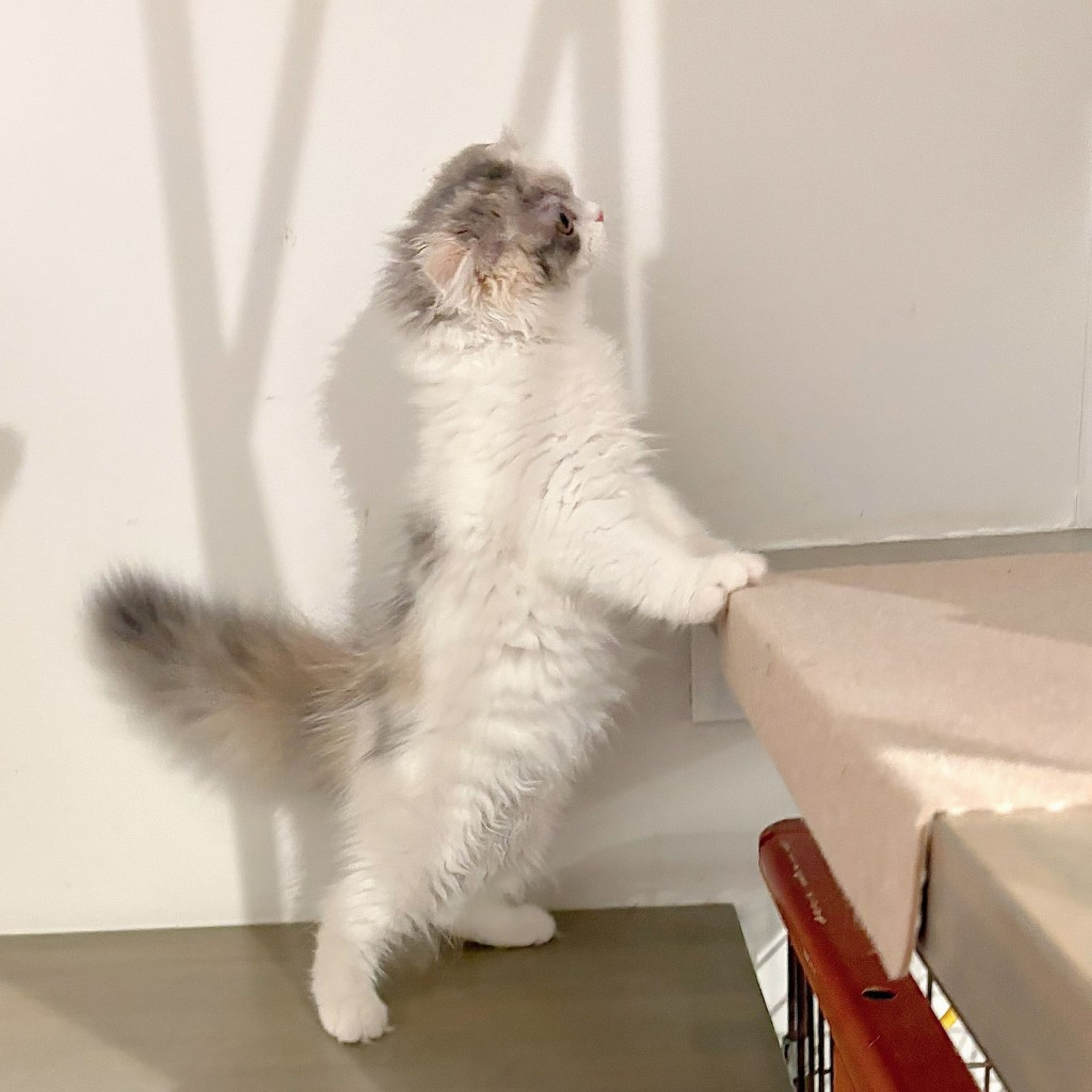 pet-image-7