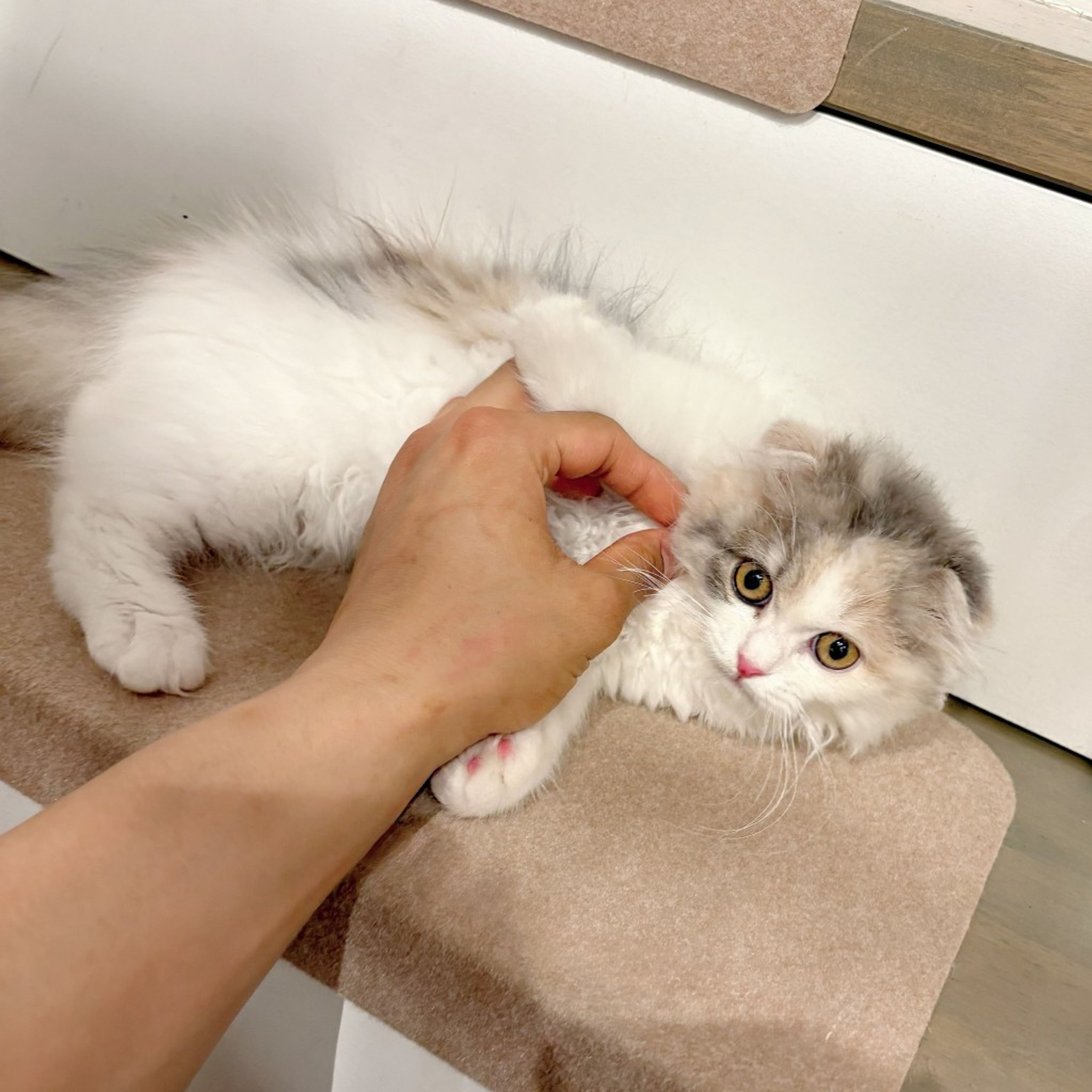 pet-image-4