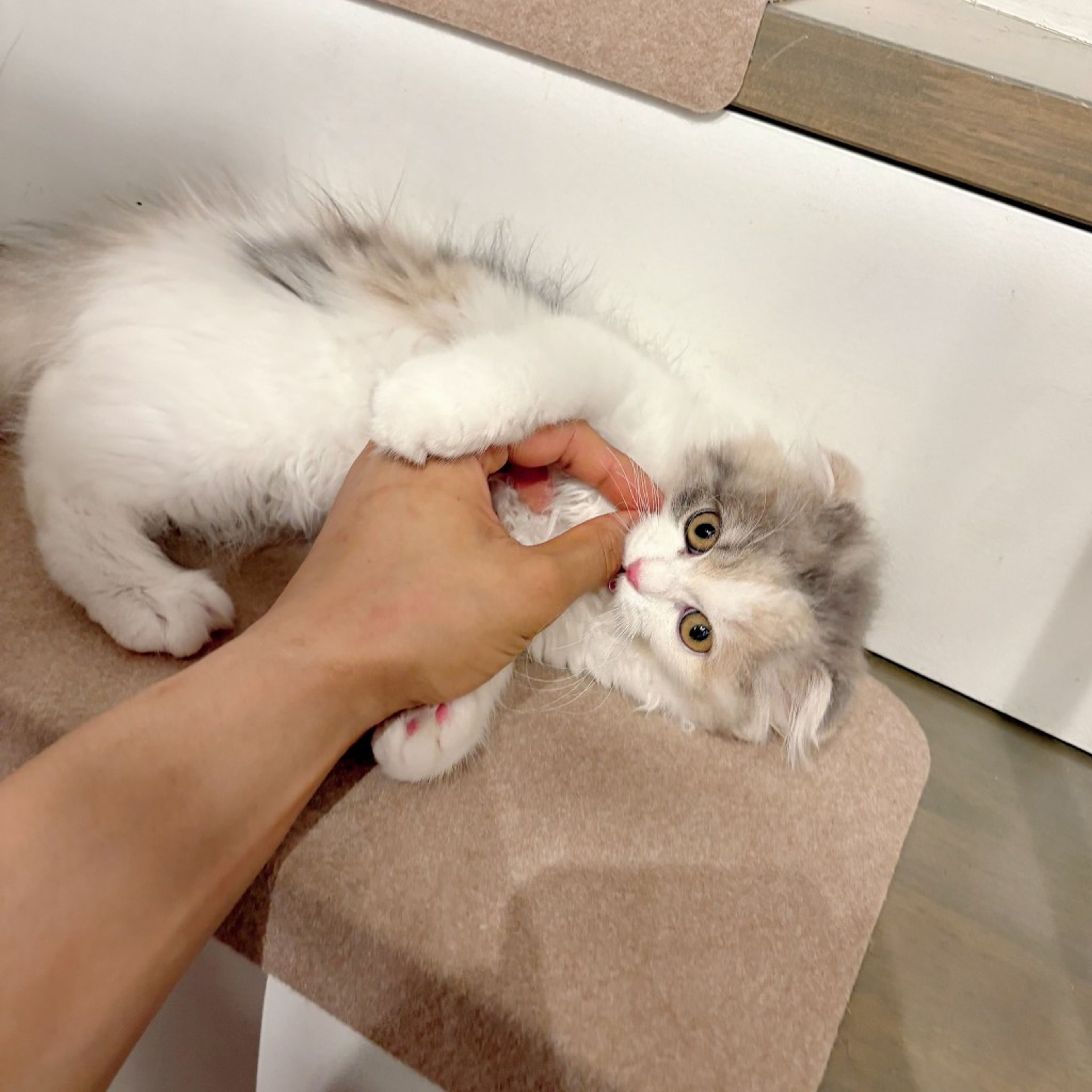 pet-image-5