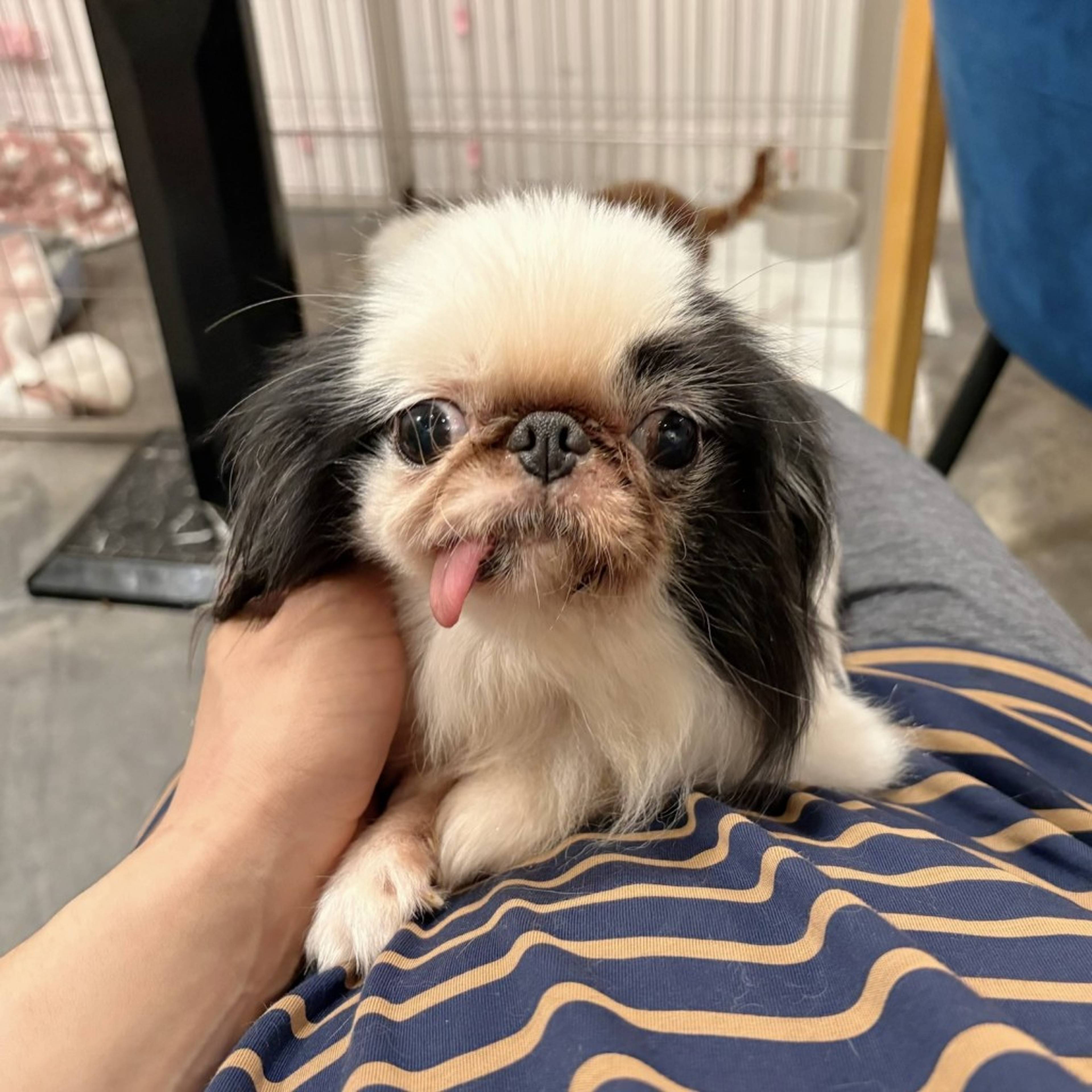 狆（チン）・メスの里親募集の写真