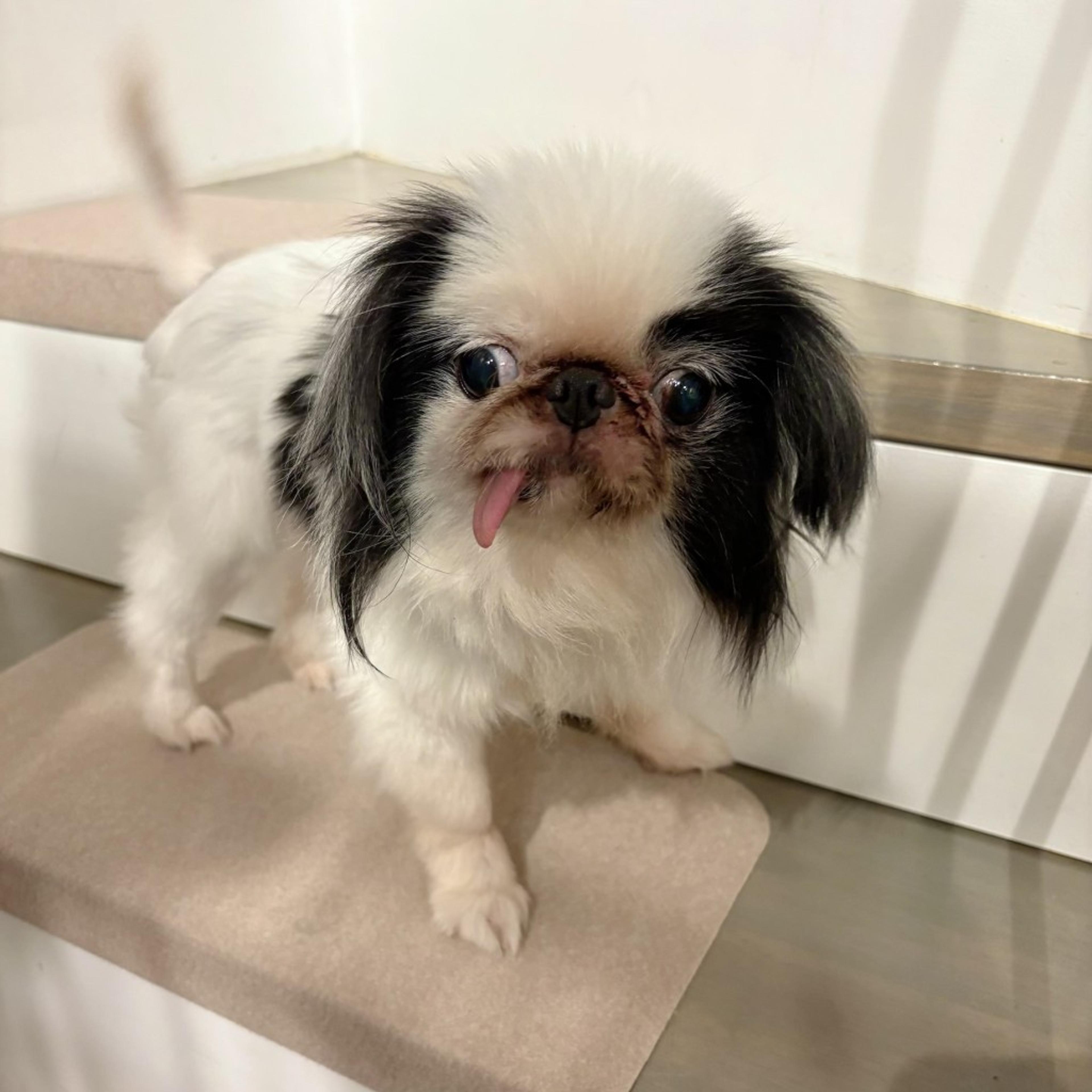 pet-image-2