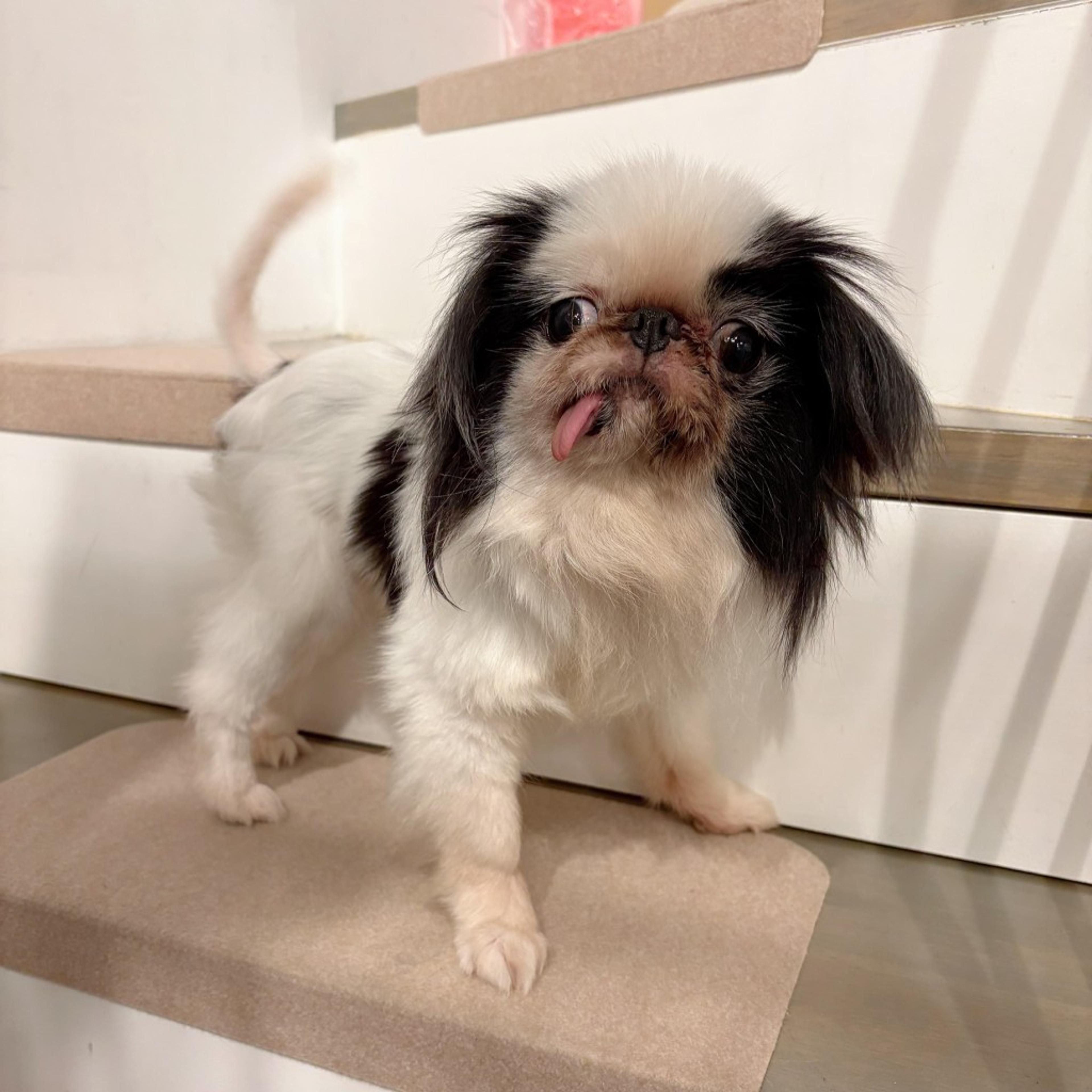 pet-image-3