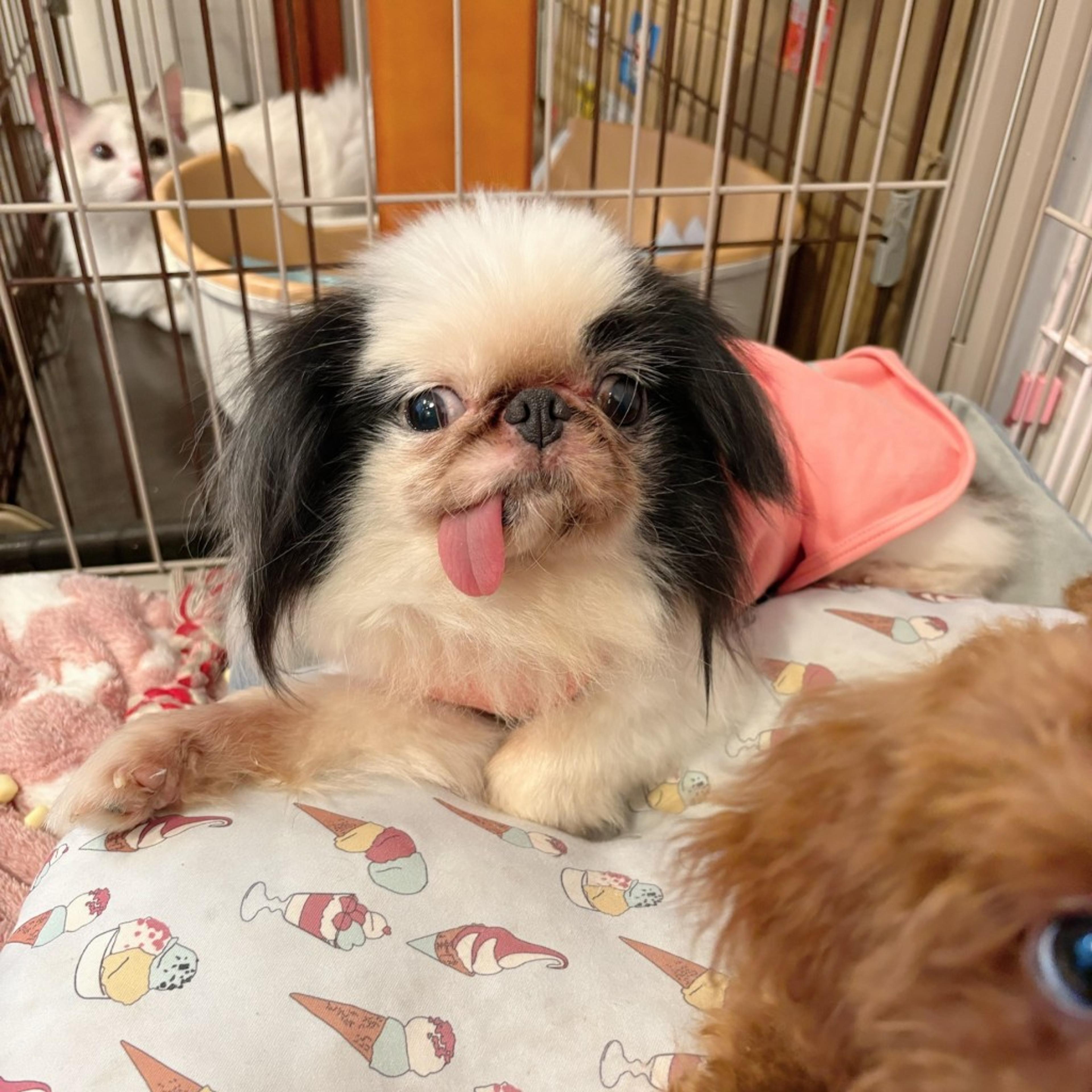 pet-image-4