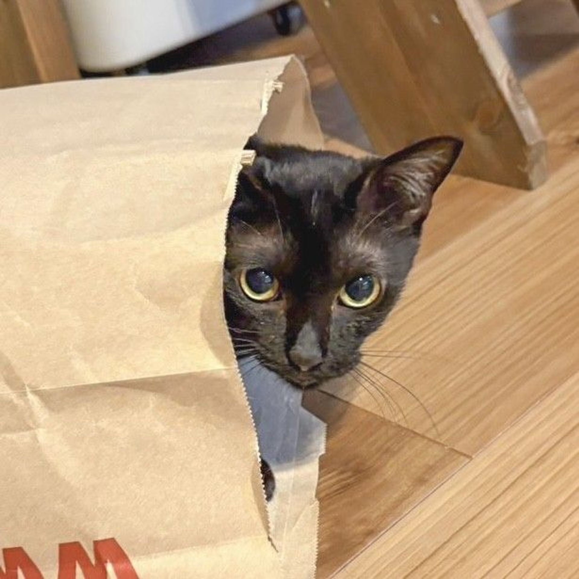 雑種（ミックス猫）・オスの里親募集の写真
