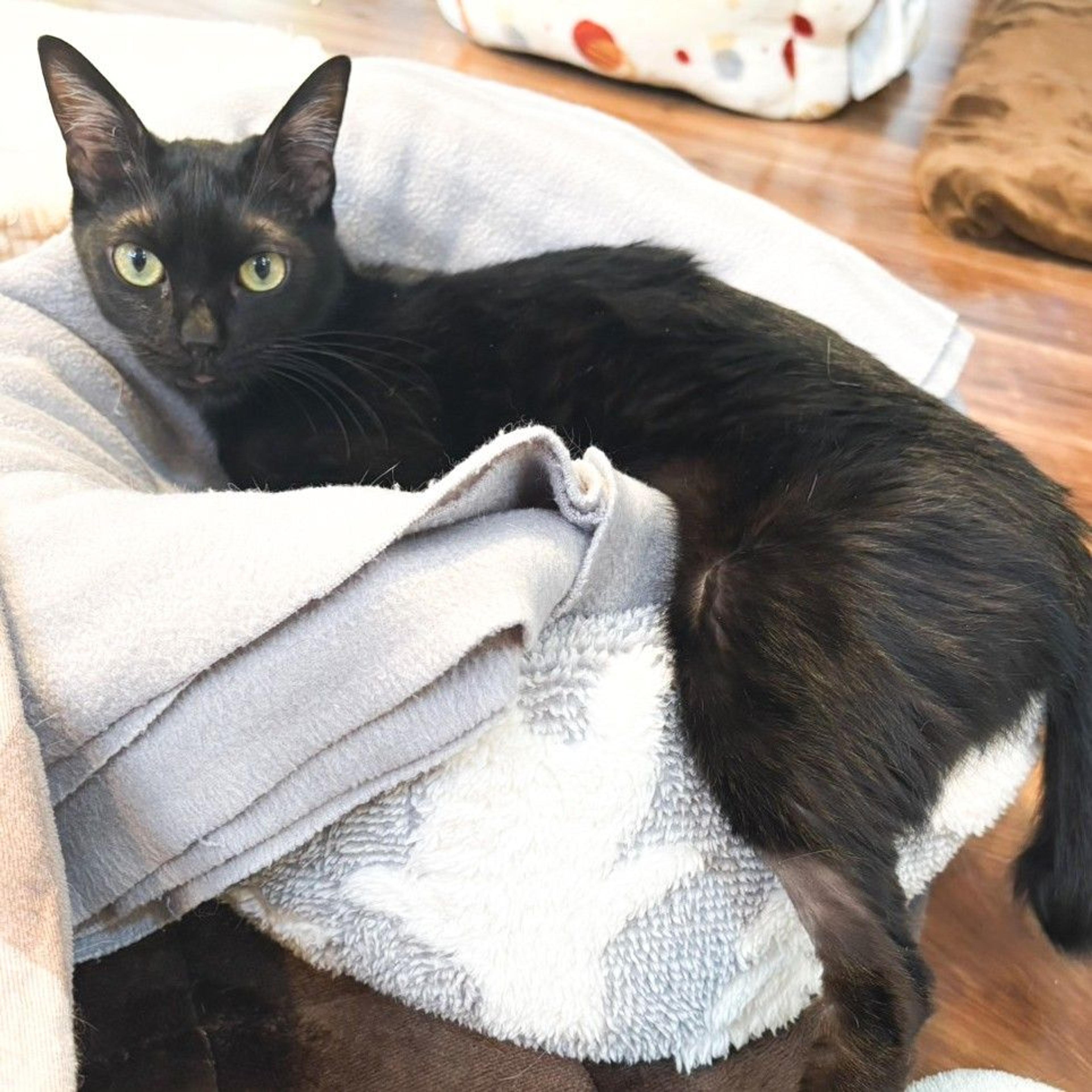 pet-image-3