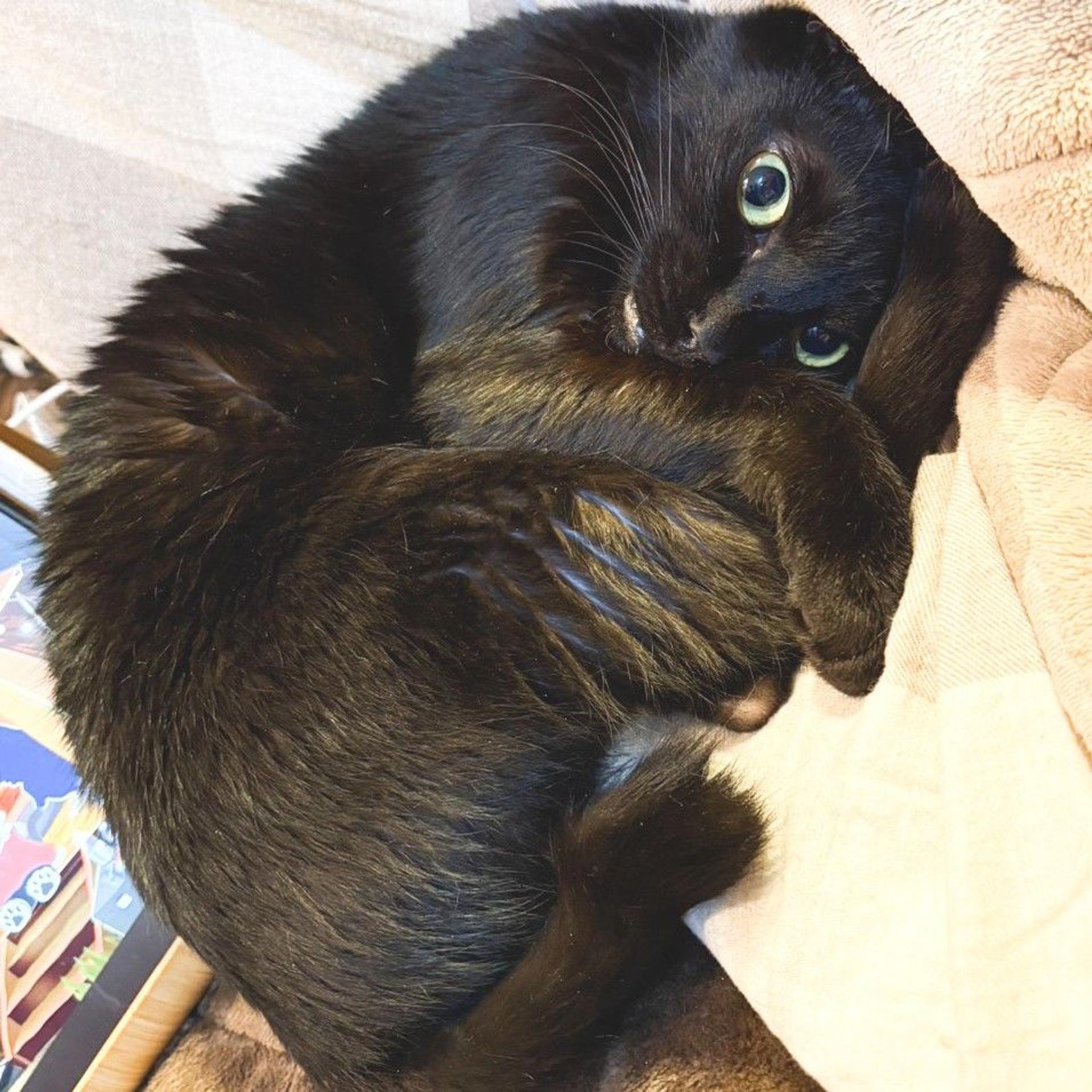 pet-image-4