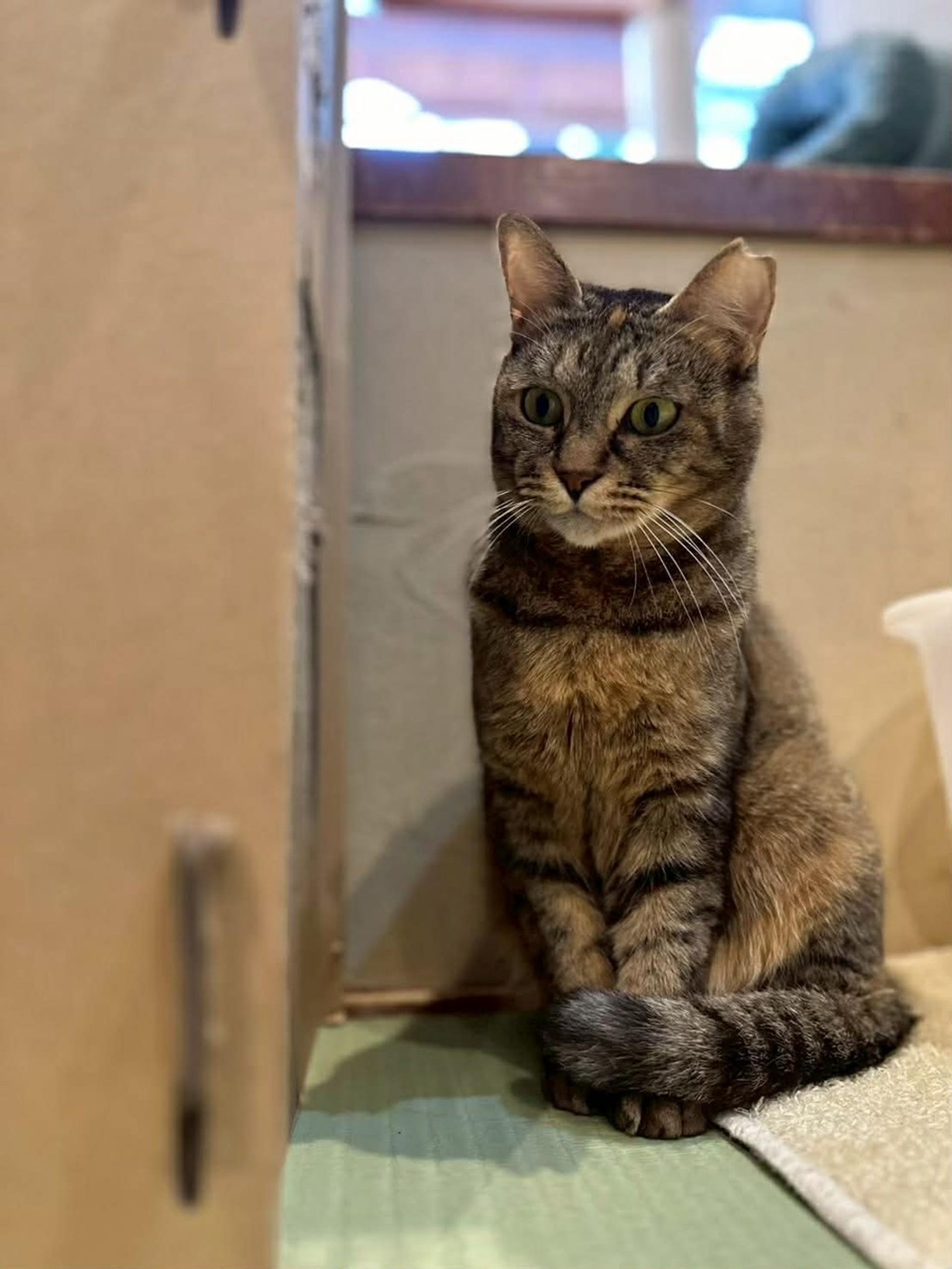 雑種（ミックス猫）・メスの里親募集の写真