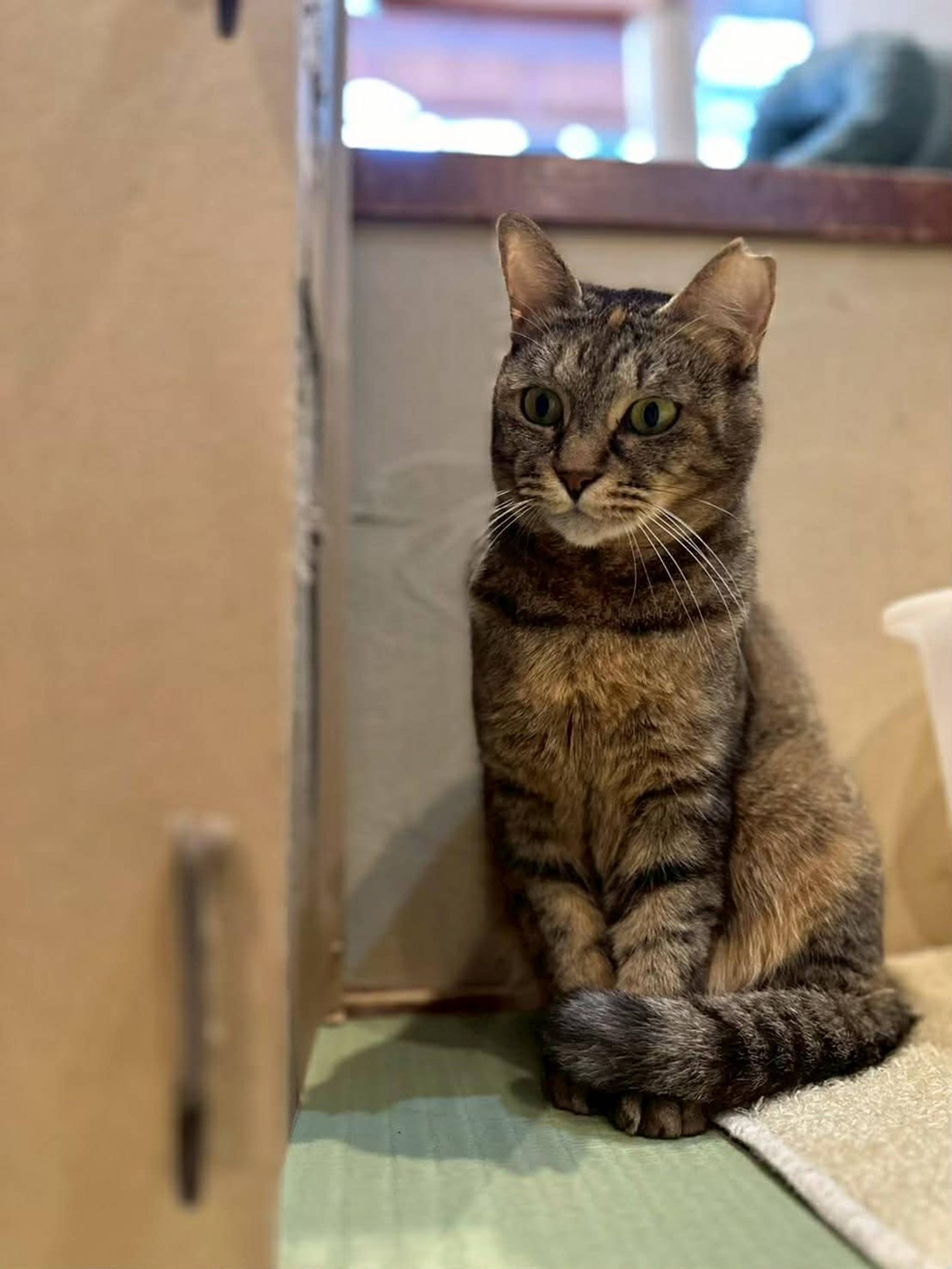 雑種（ミックス猫）・メスの里親募集の写真