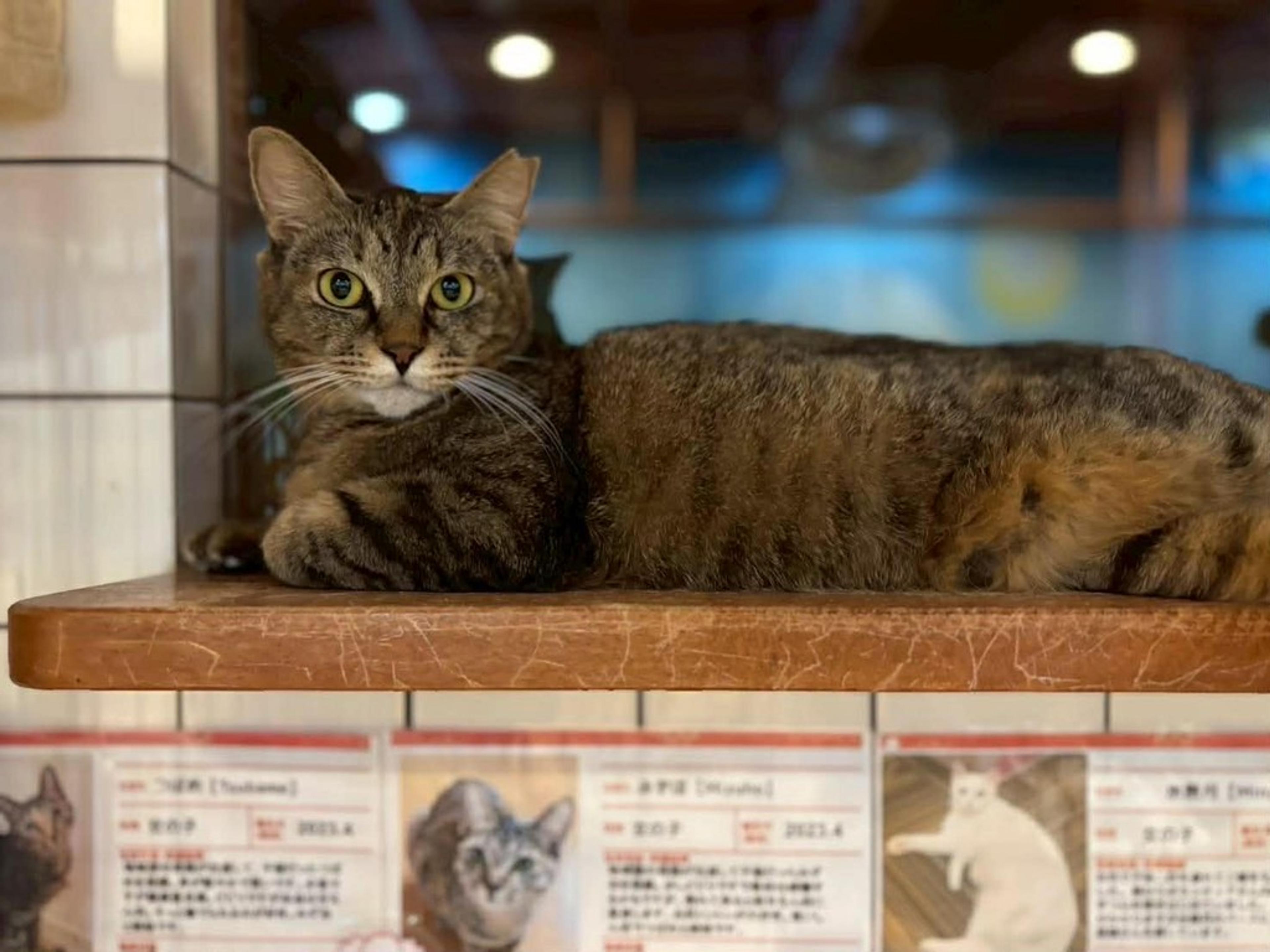 pet-image-2
