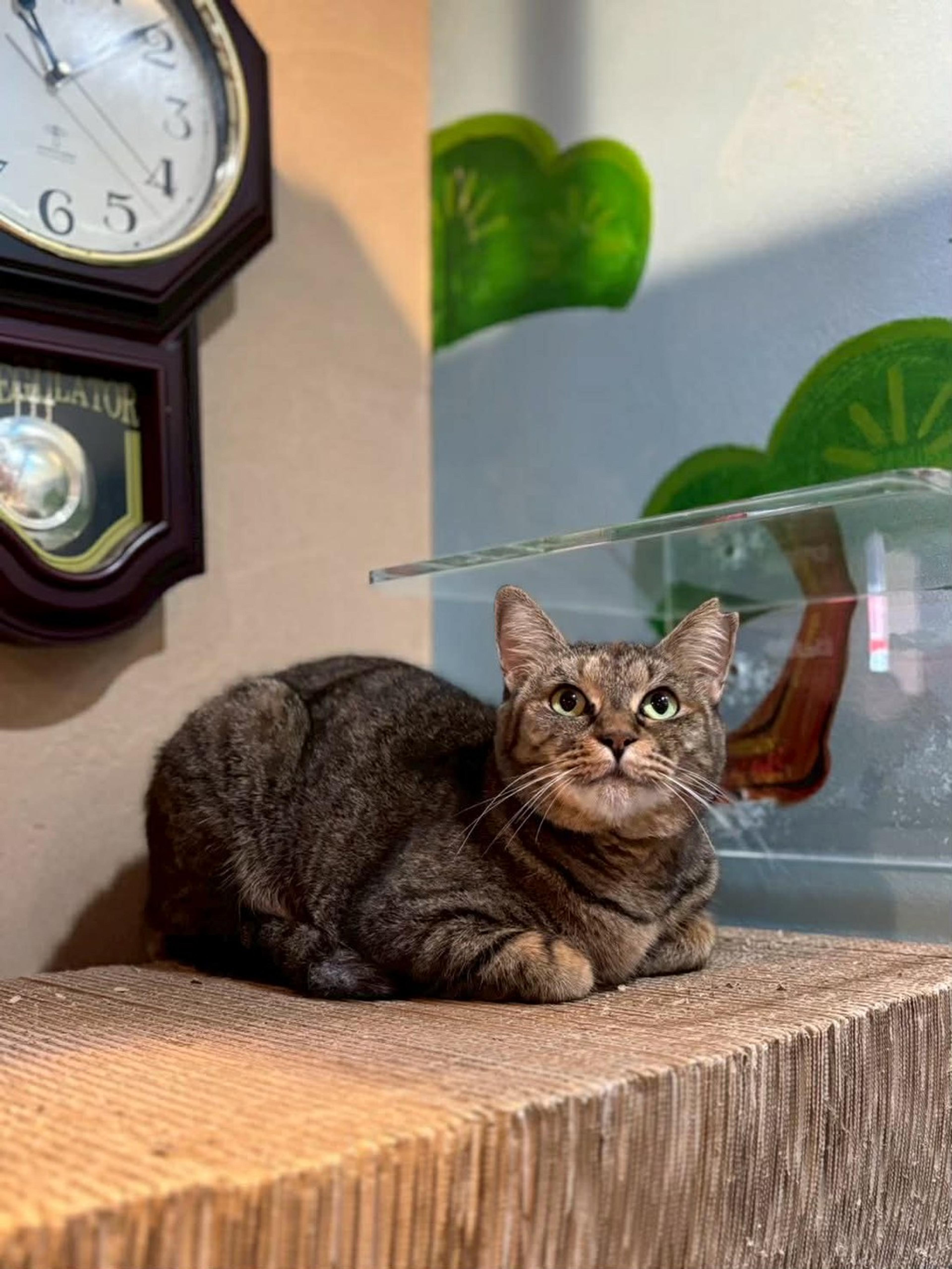 pet-image-4