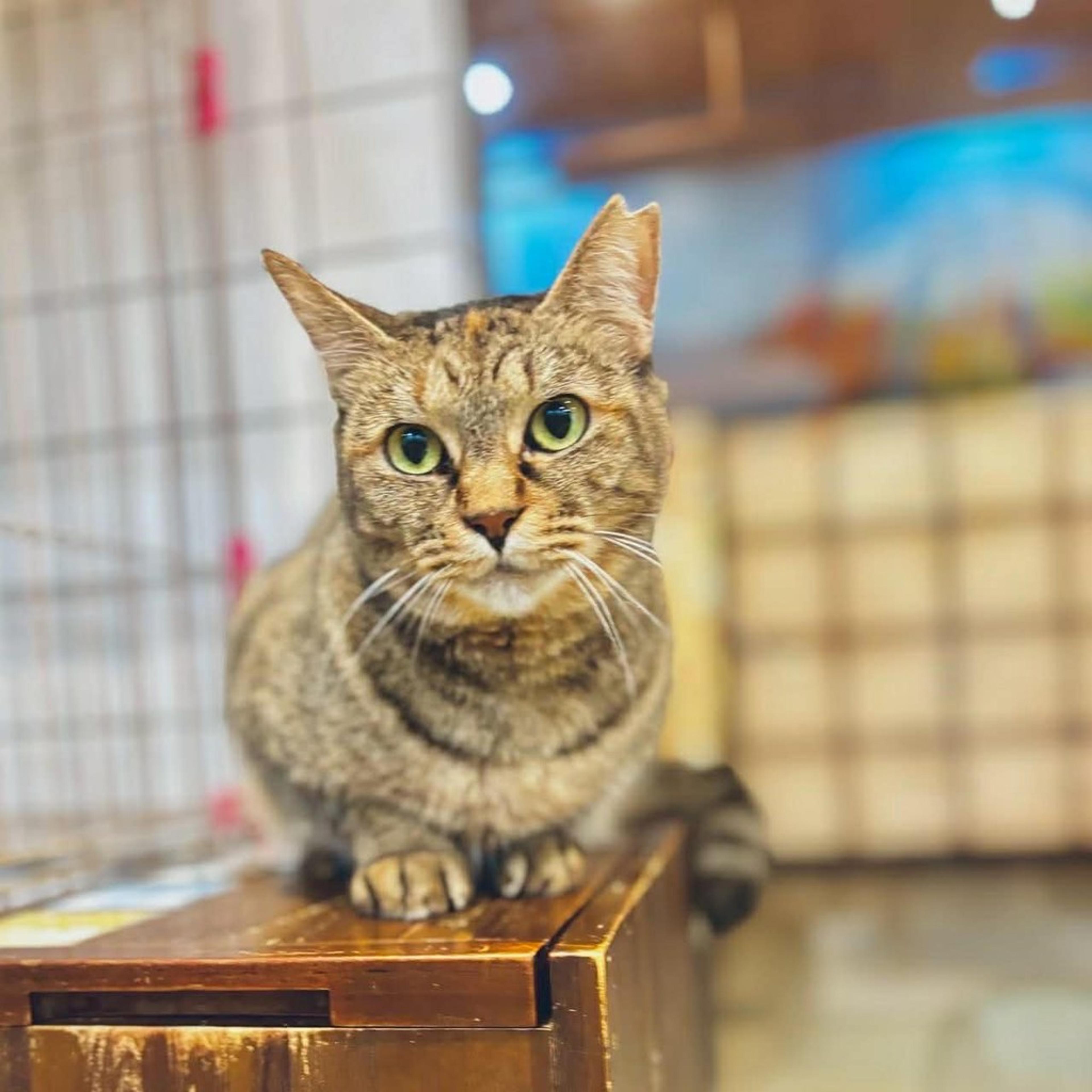 pet-image-5