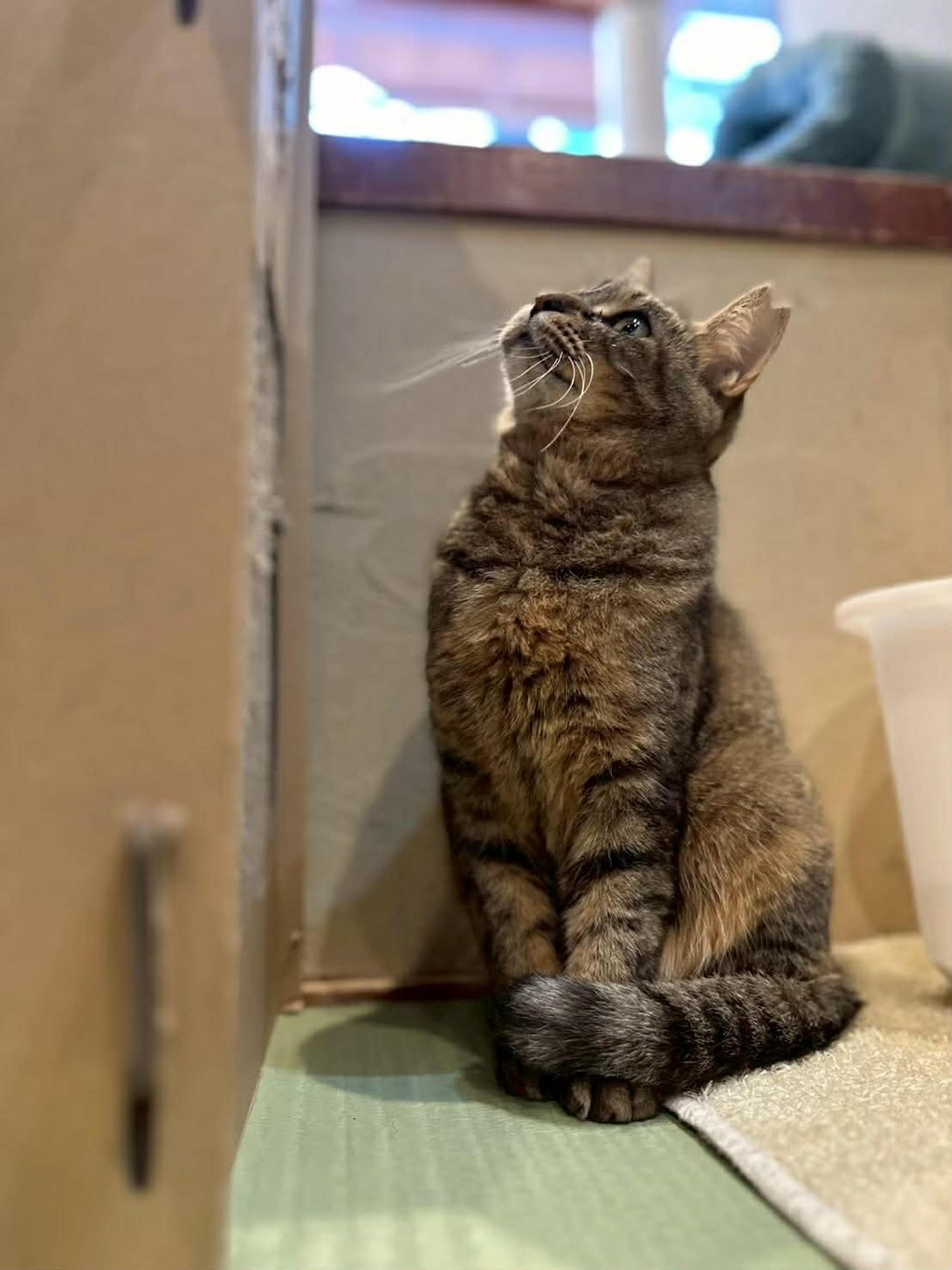 pet-image-6