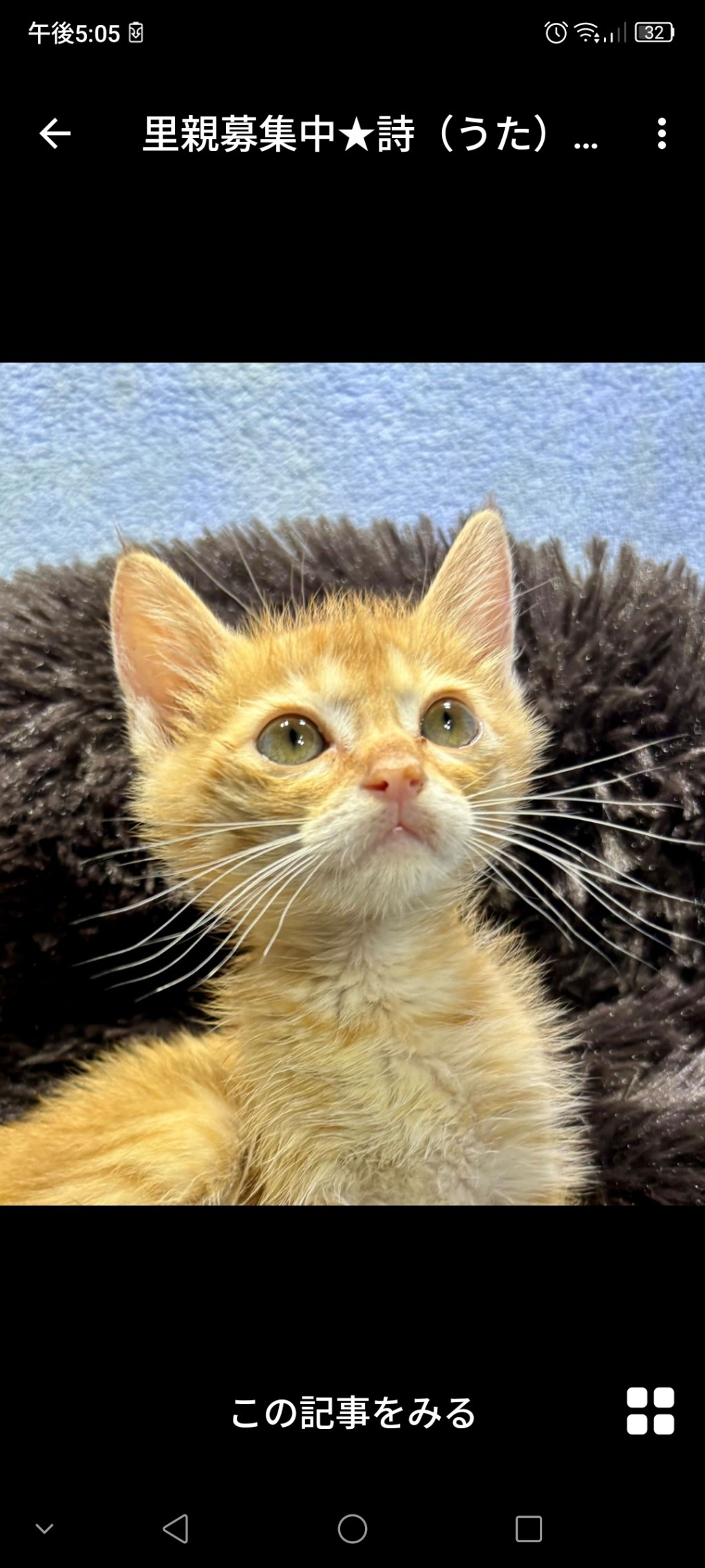 雑種（ミックス猫）・メスの里親募集の写真